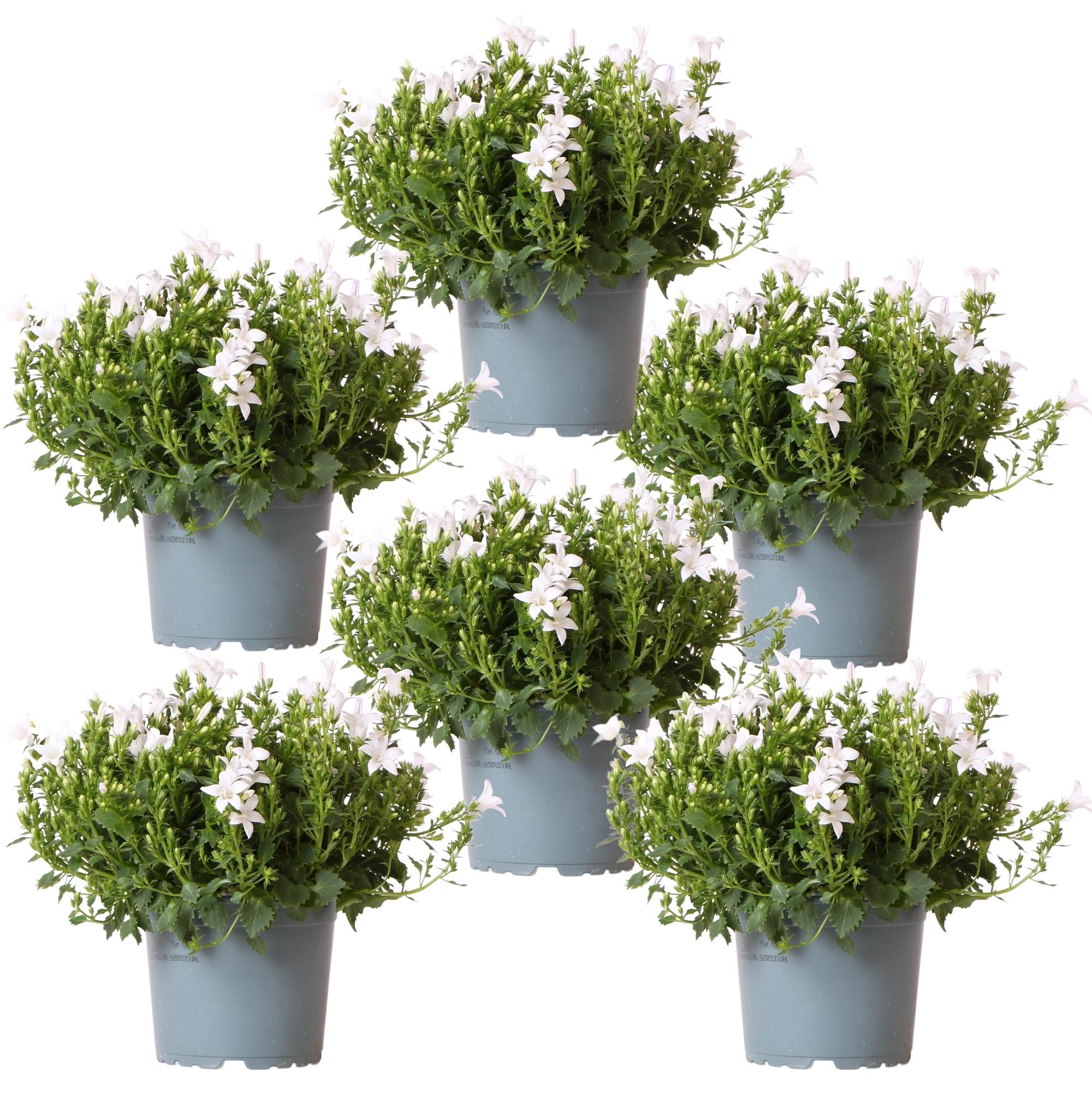 Campanula Addenda Glockenblume Weiß