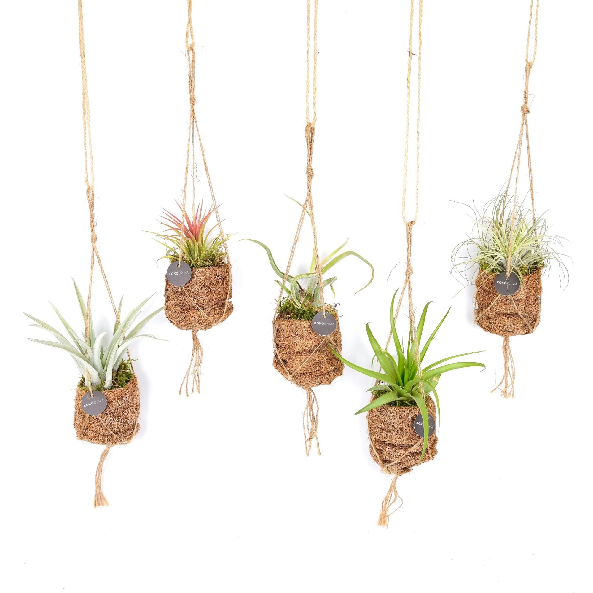 Kokodama Birdnest Tillandsia Mix – 8 Stück – Ø7cm