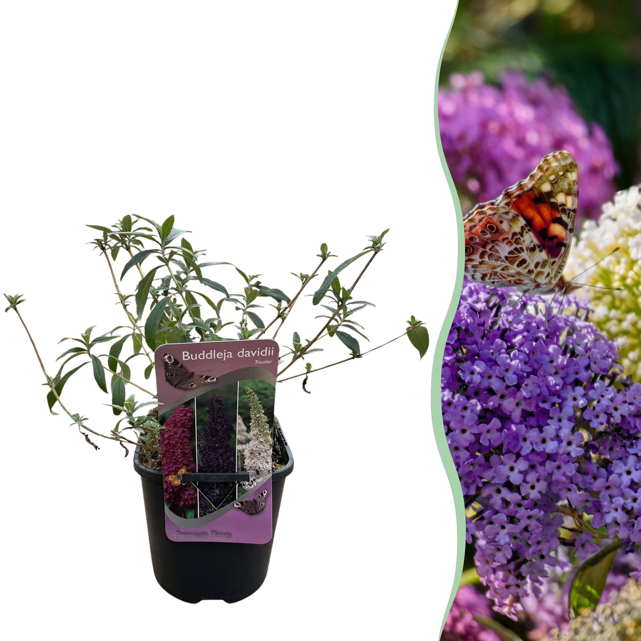 Schmetterlingsstrauch Buddleja Tricolour | Rosa, Weiß & Lila Blüten | Schmetterlingsanziehend