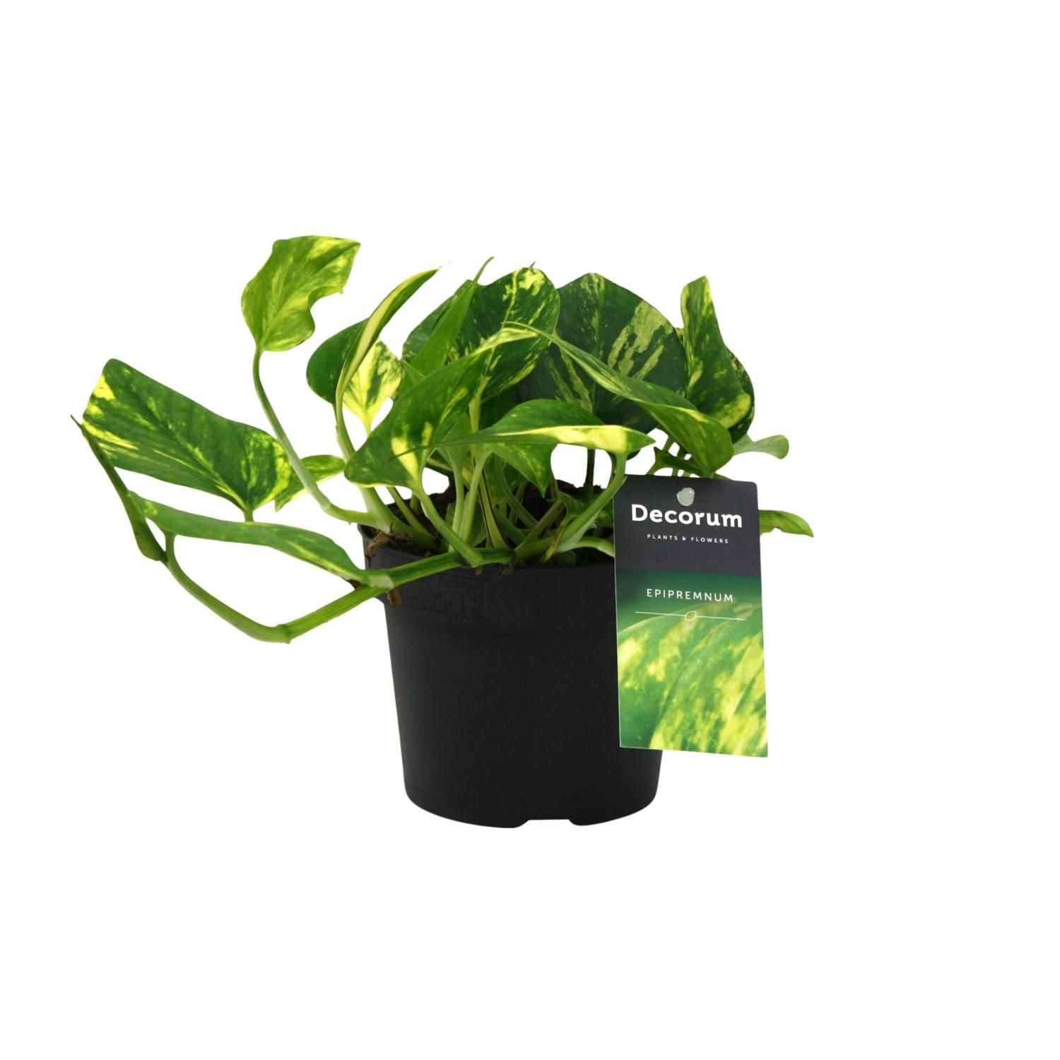 Scindapsus N'joy Gold Zimmerpflanze