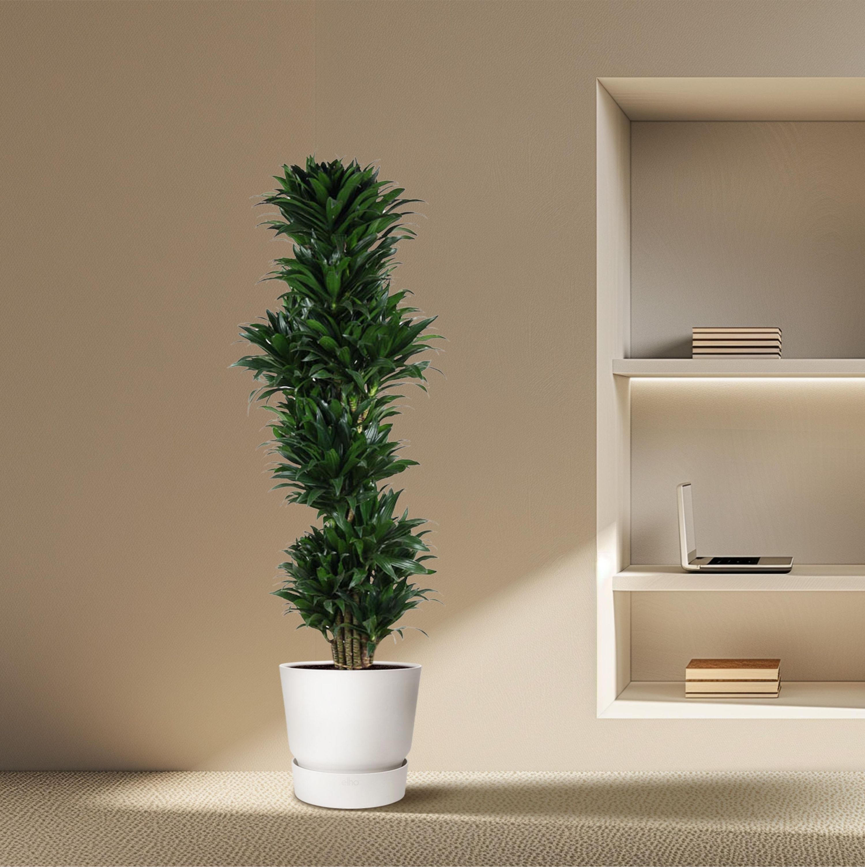 Dracaena Compacta - elegante Zimmerpflanze