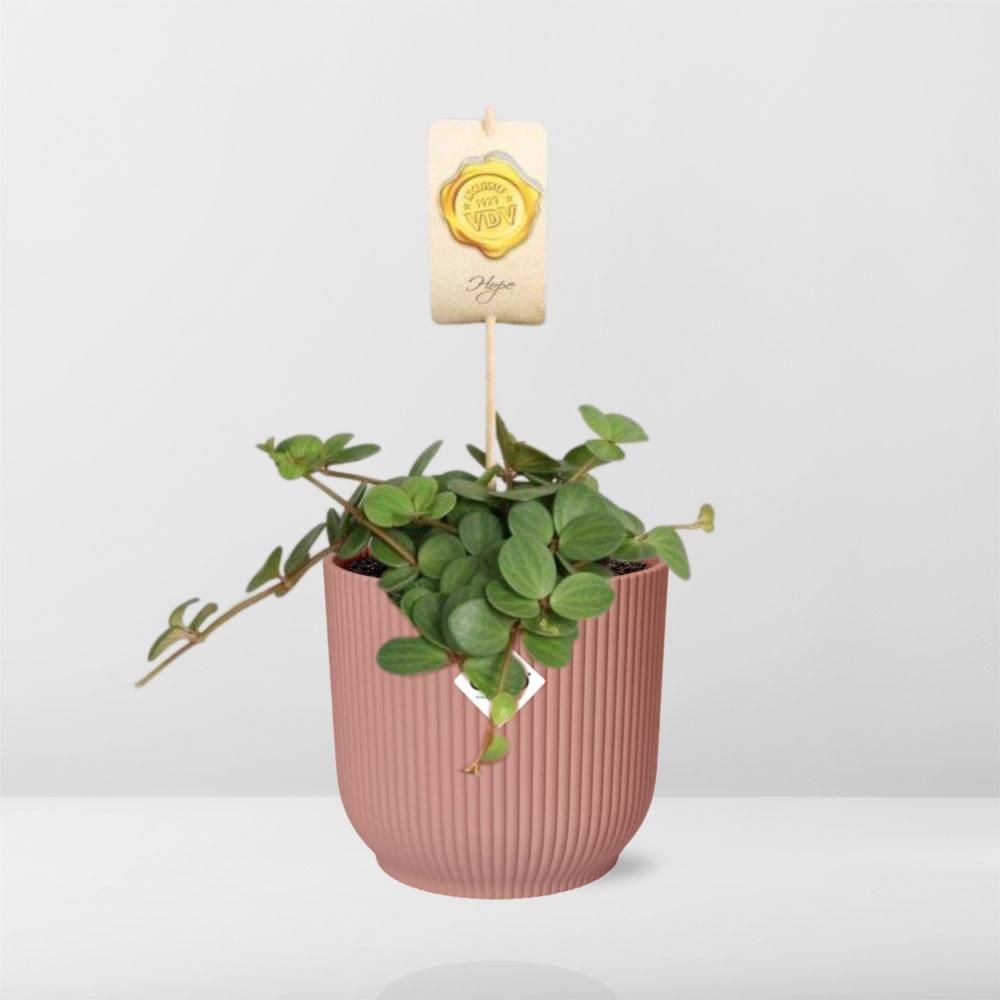 Peperomia Hope Zimmerpflanze im ELHO Vibes Fold Topf