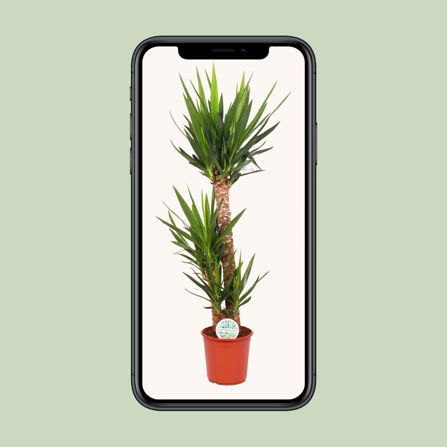 Yucca Elephantipes Zimmerpflanze