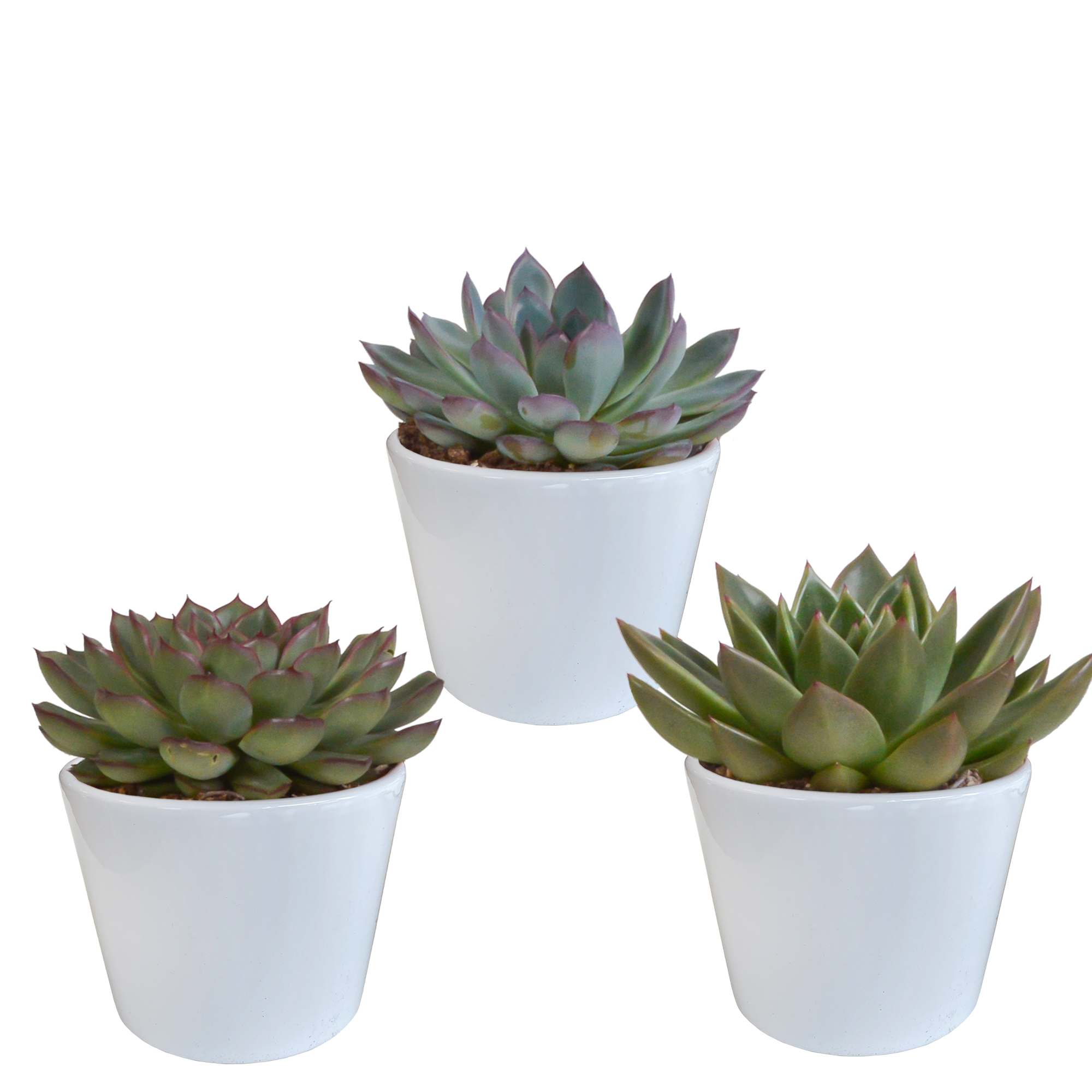 Echeveria Mix Sukkulenten im weißen Topf