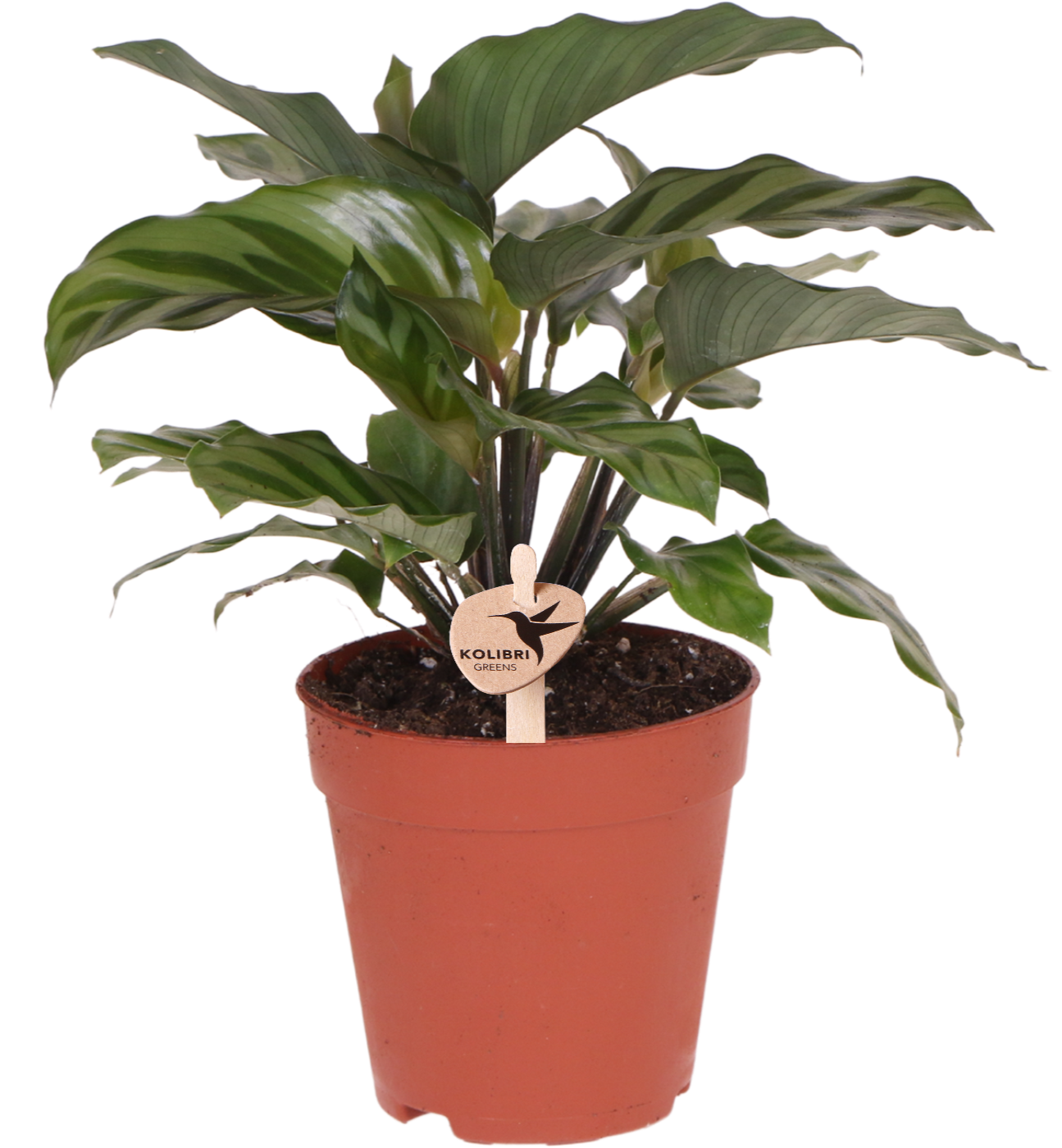 Calathea Zimmerpflanze mit dekorativen Blättern