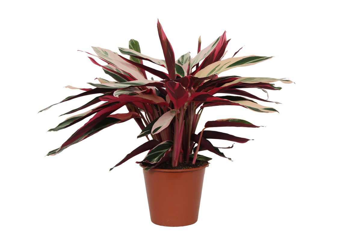 Calathea Triostar Zimmerpflanze