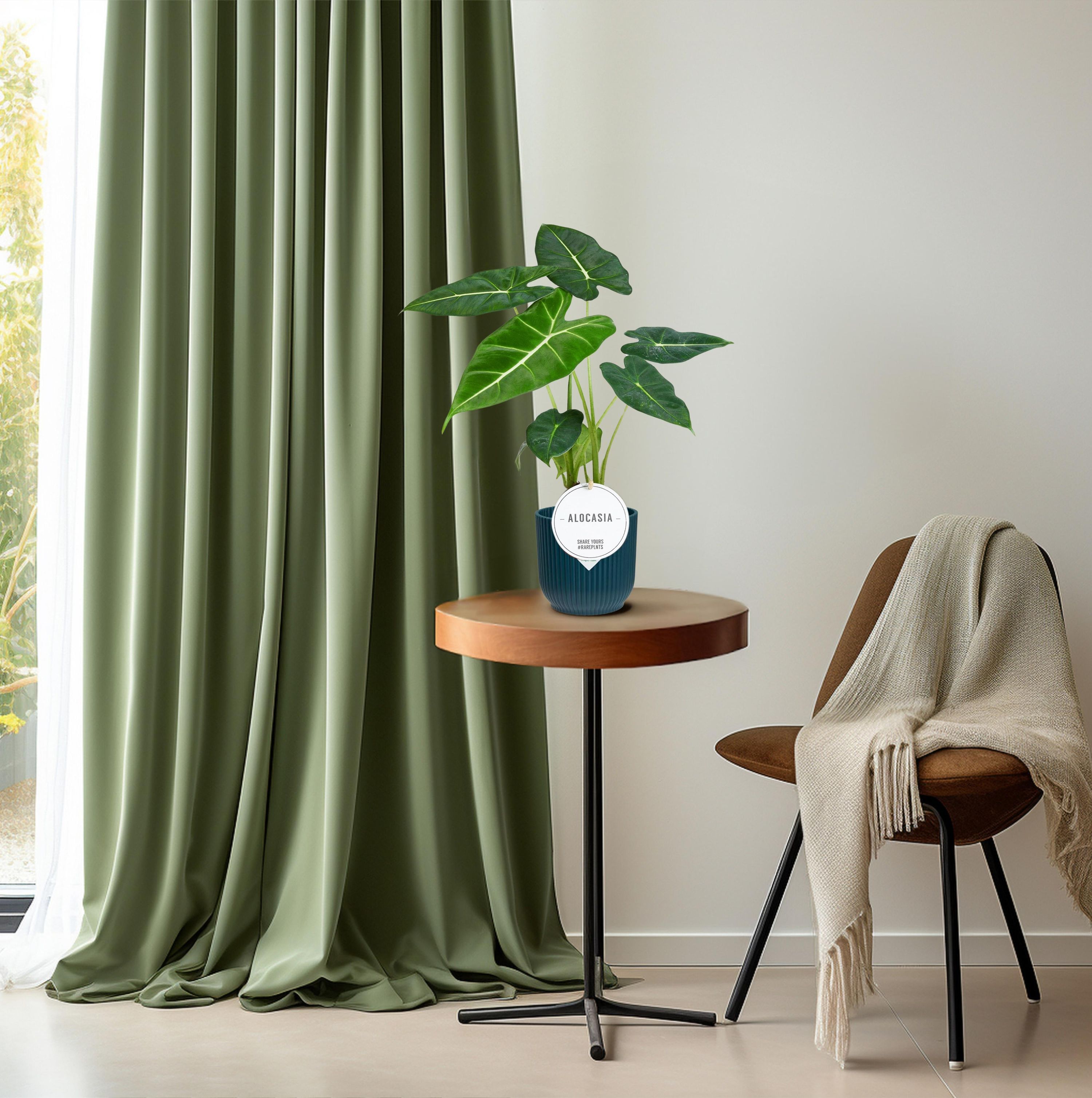 Alocasia Frydek Zimmerpflanze mit auffälligem Elefantenblatt