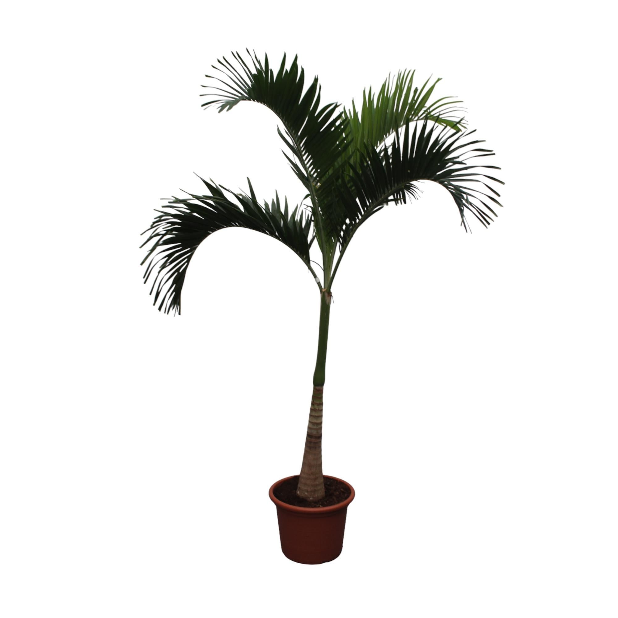 Veitchia Merrillii Palmenpflanze