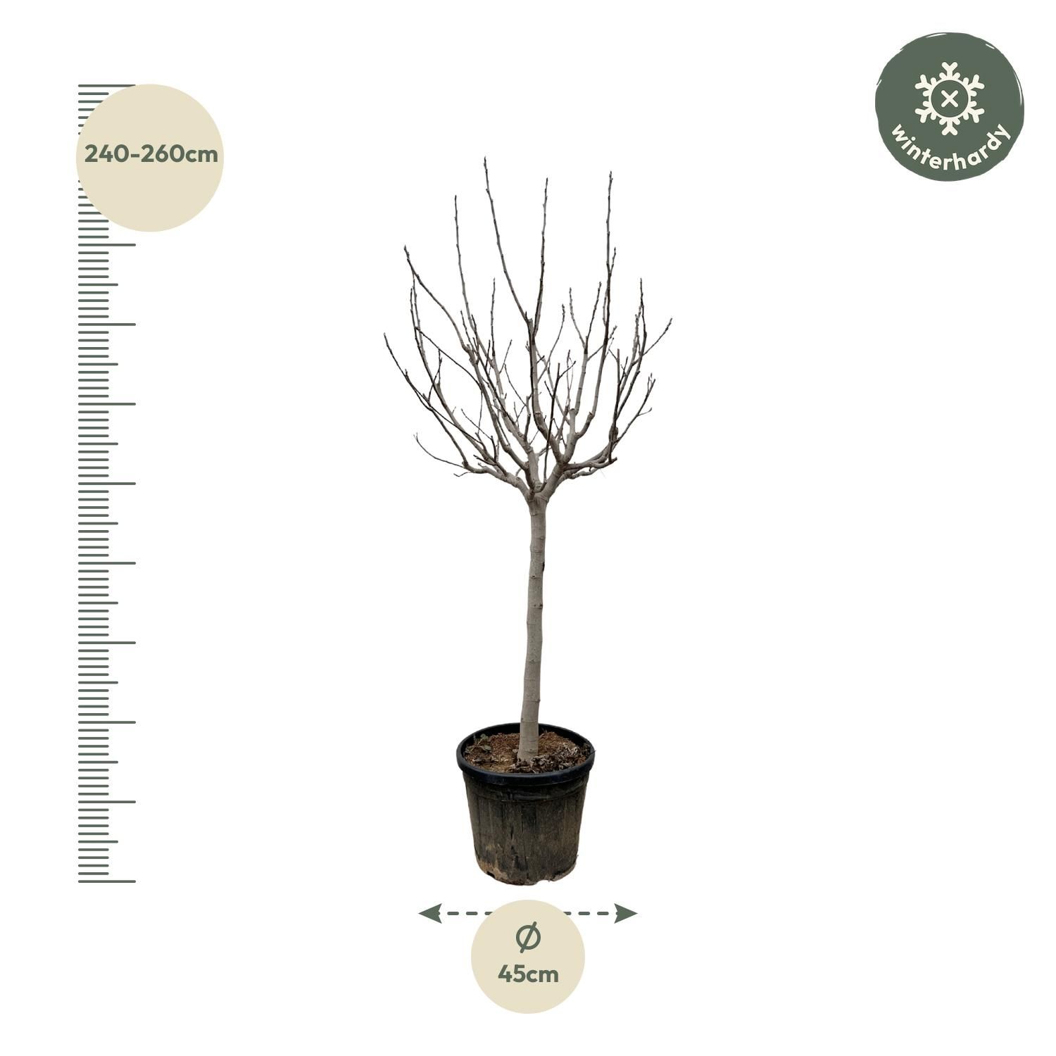 Ficus Carica auf Stamm elegante Zimmerpflanze