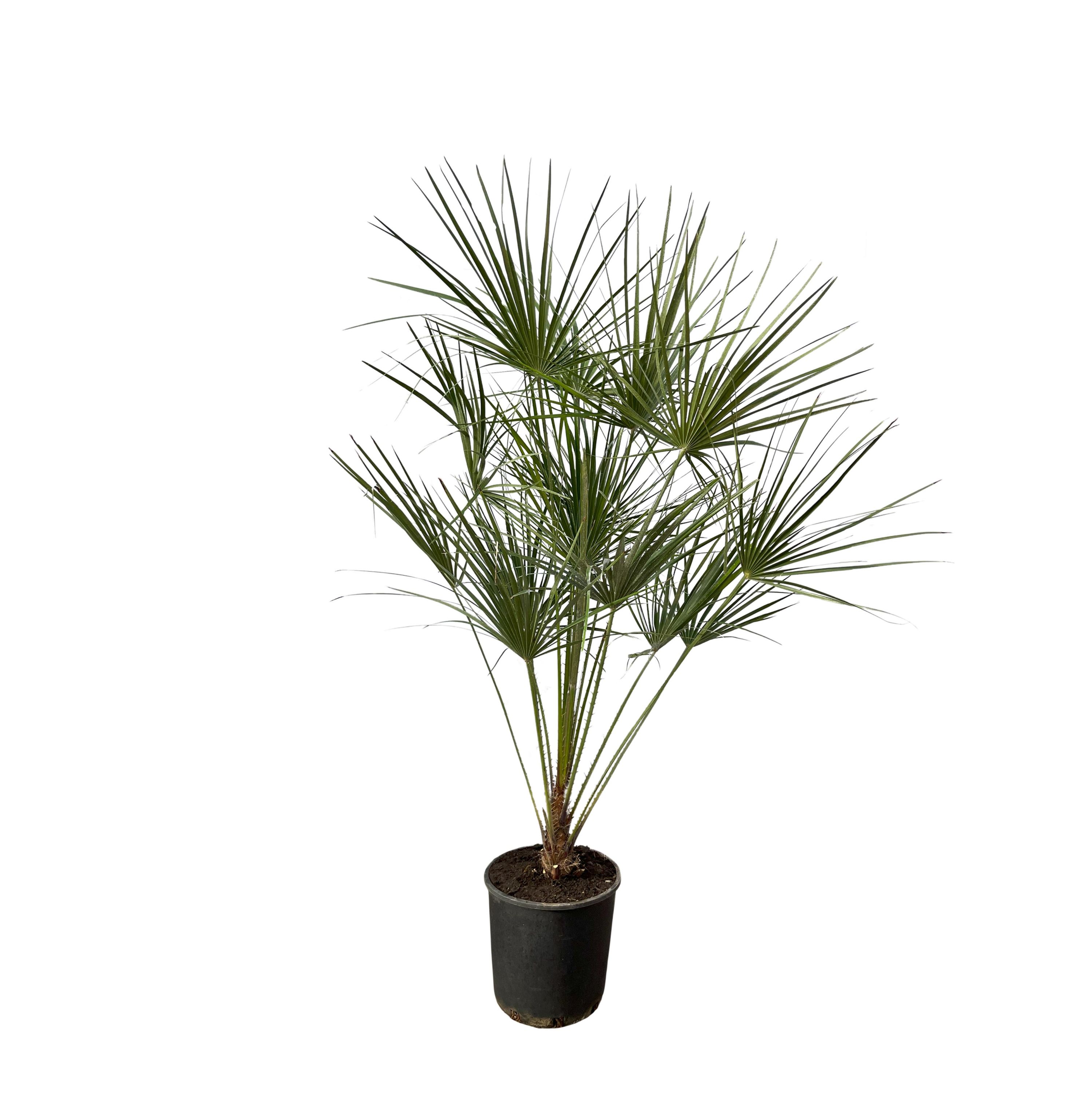 Chamaerops Humilis Zwergpalme