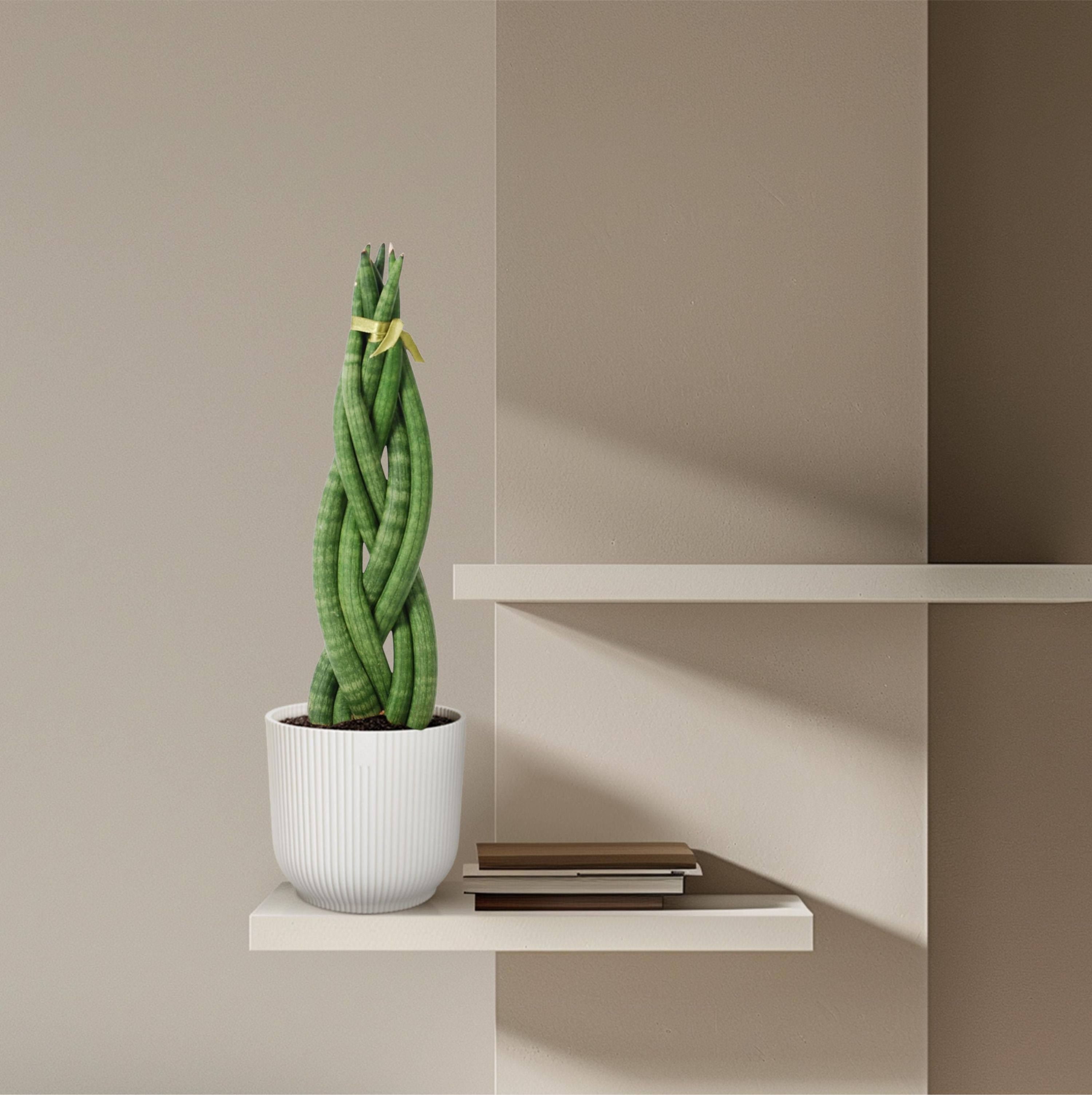 Sansevieria cylindrica Bogenhanf Twist