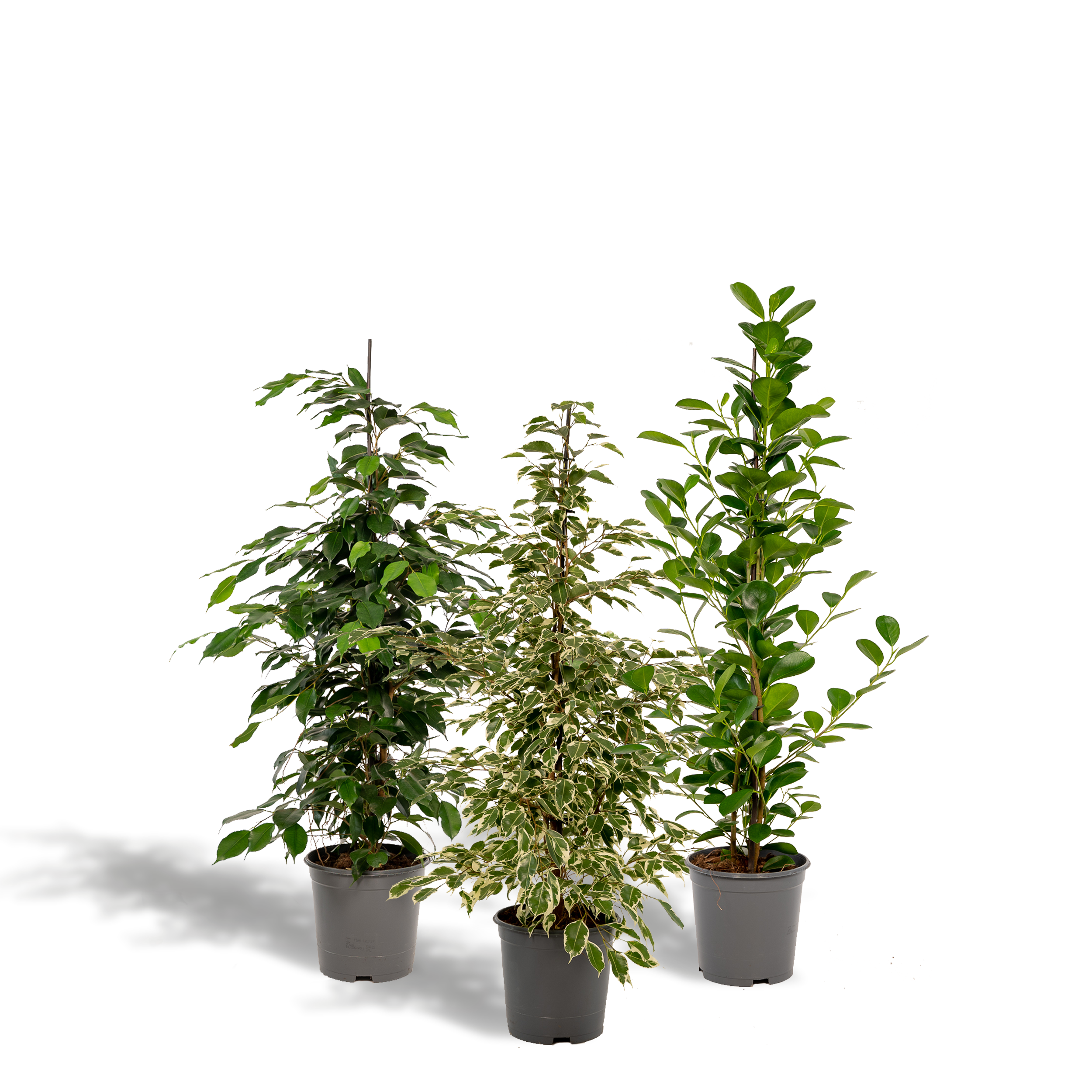 3 Ficus Benjamina & Microcarpa Mix – Groß – Ca. 95cm Hoch