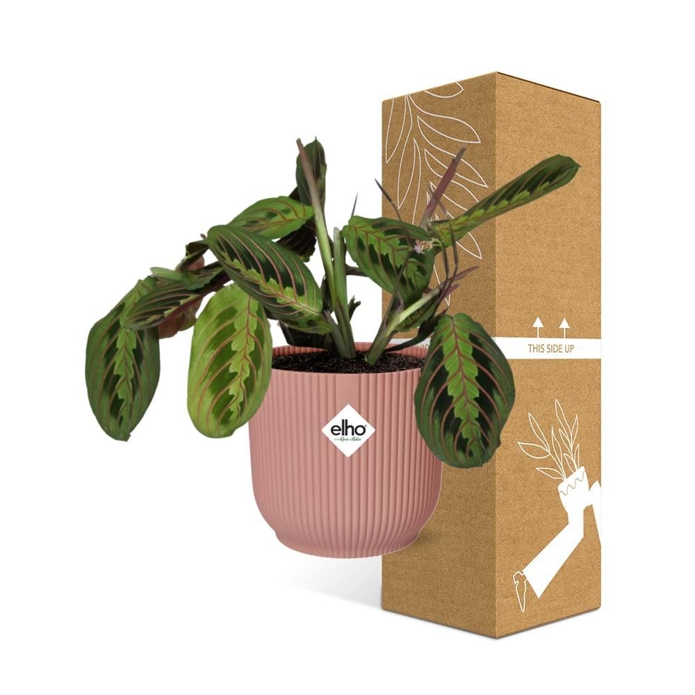 Maranta Gebetspflanze ‚Fascinator‘ mit zartem Laub im ELHO Topf