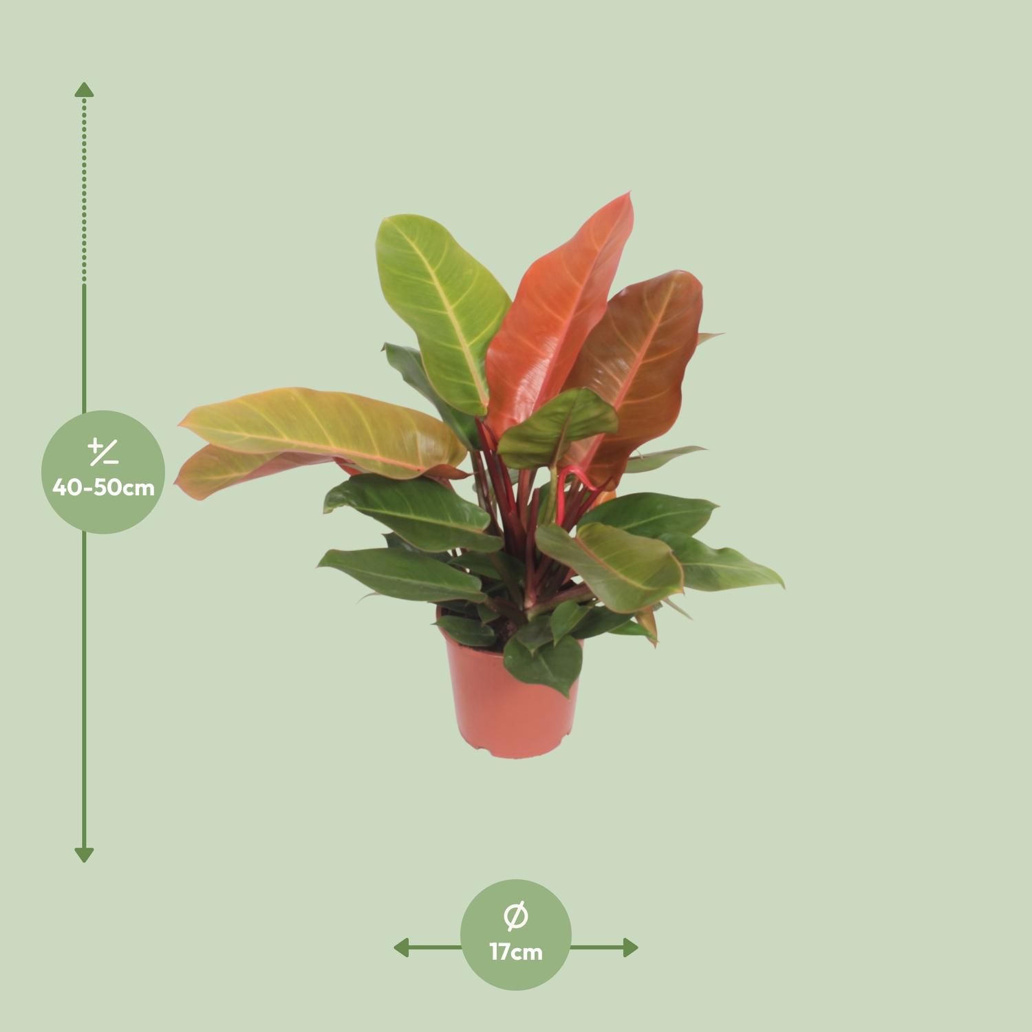 Philodendron Prince of Orange - Lebendige indoor Zimmerpflanze