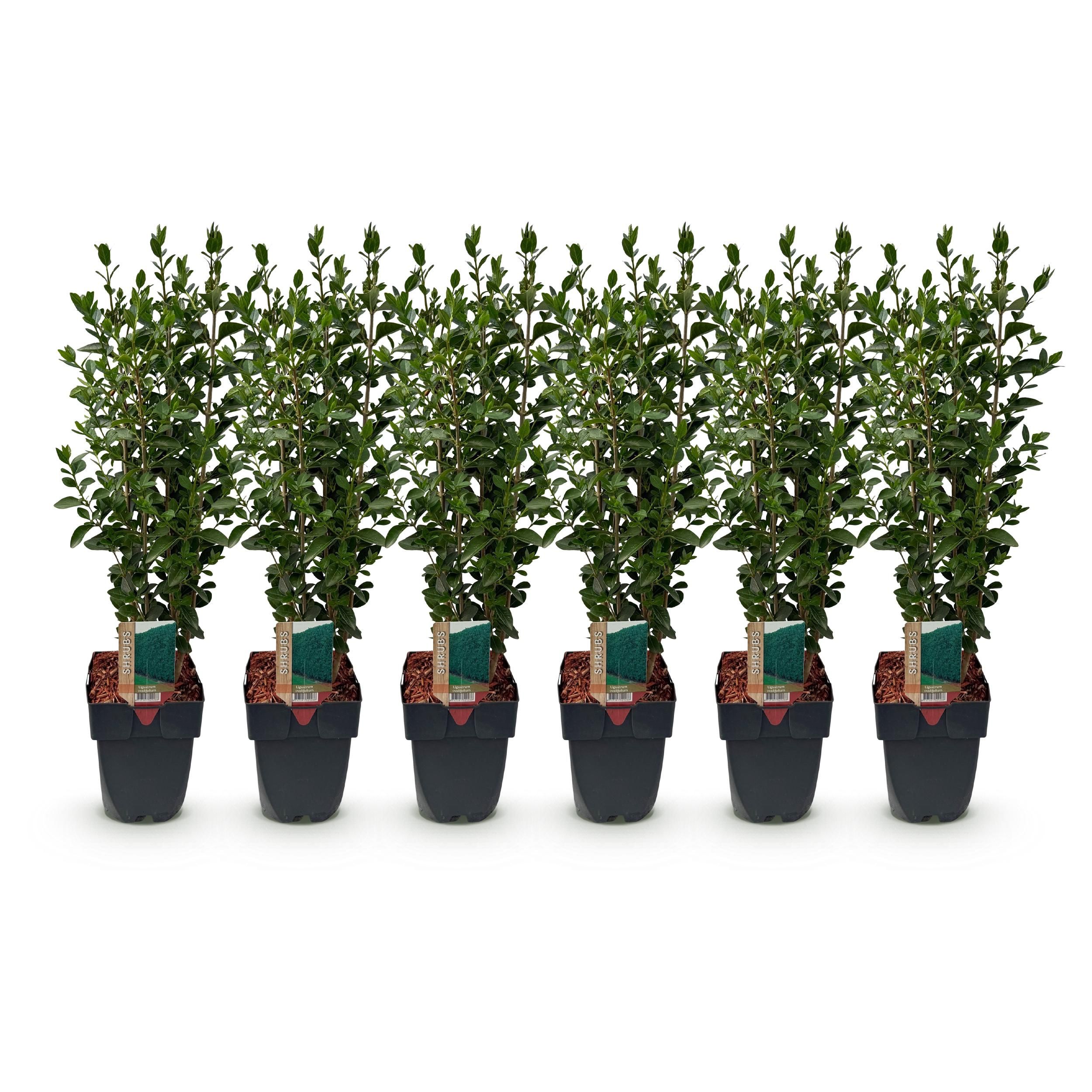 Ligustrum Ovalifolium Heckenpflanze – Immergrün – 6 Pflanzen – 1 Laufender Meter – Topf 17cm