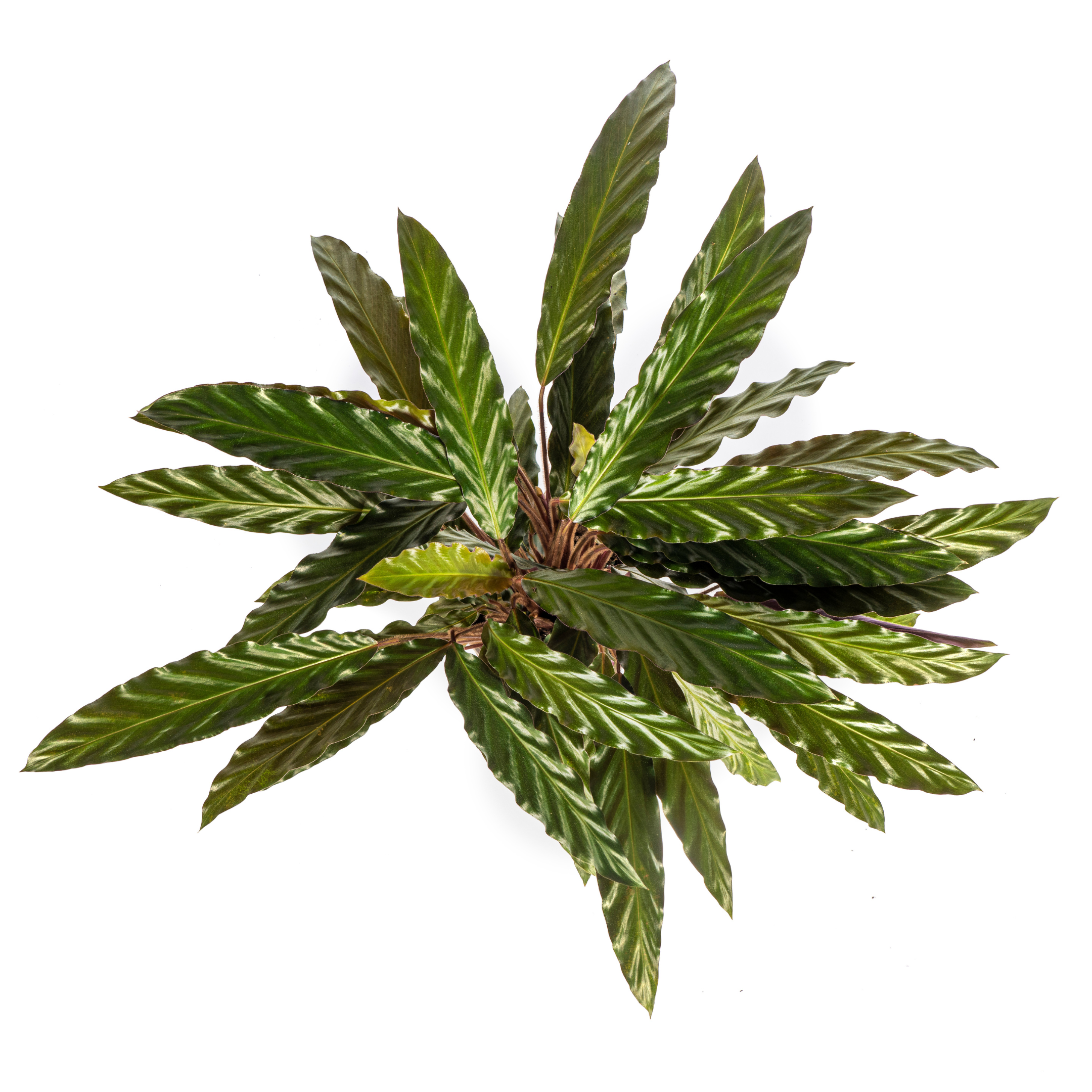 Calathea Rufibarba | Wellenblatt | Ø 17cm | 40-50cm Hoch
