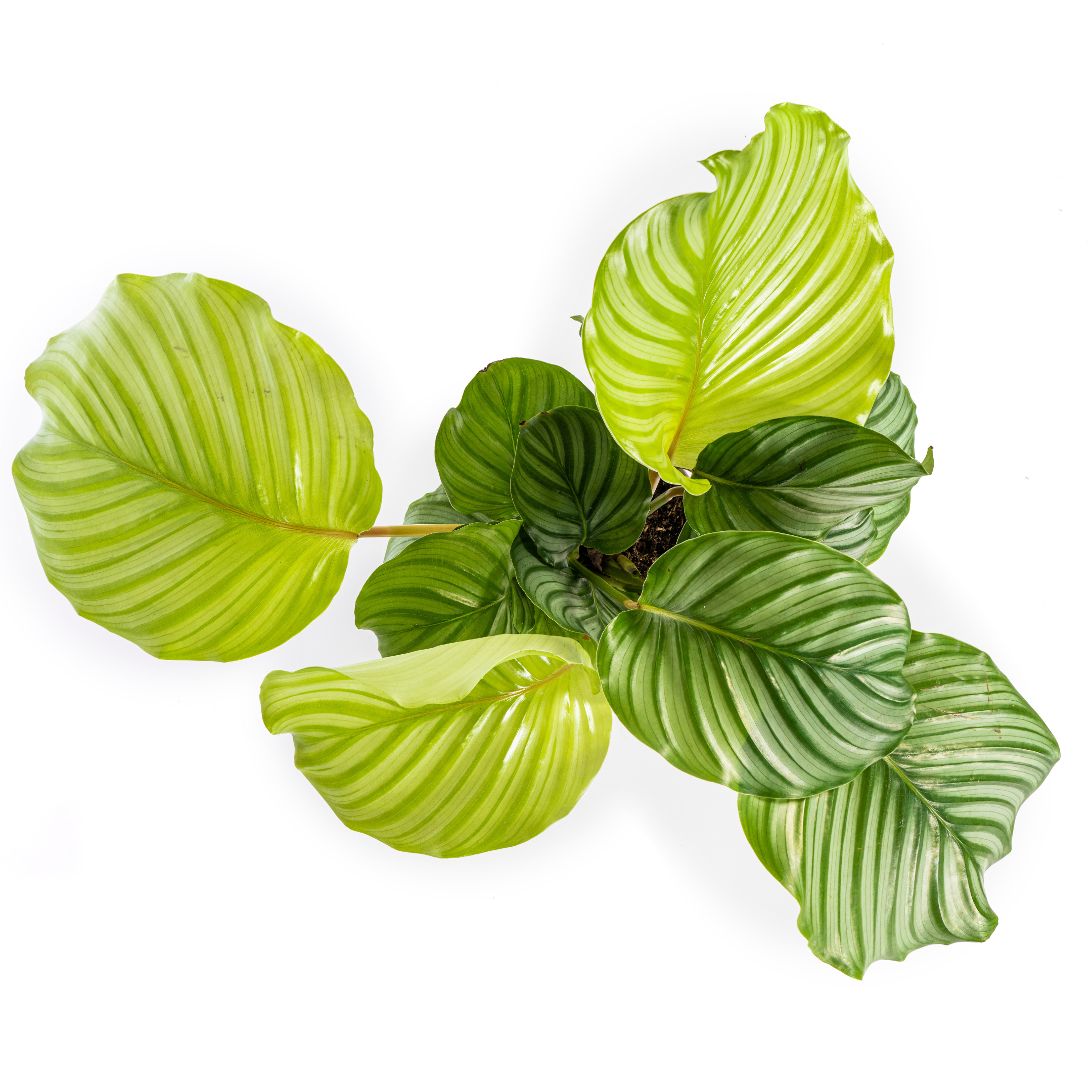 Calathea Orbifolia – Buschartig & Tropisch – Ø17cm Topf