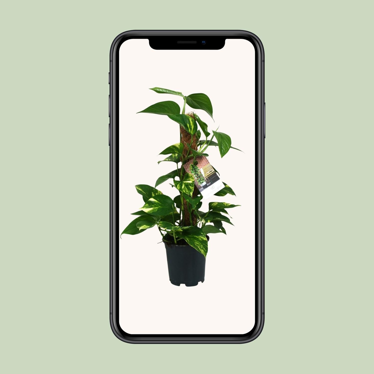 Scindapsus Epipremnum Zimmerpflanze mit üppigem Laub