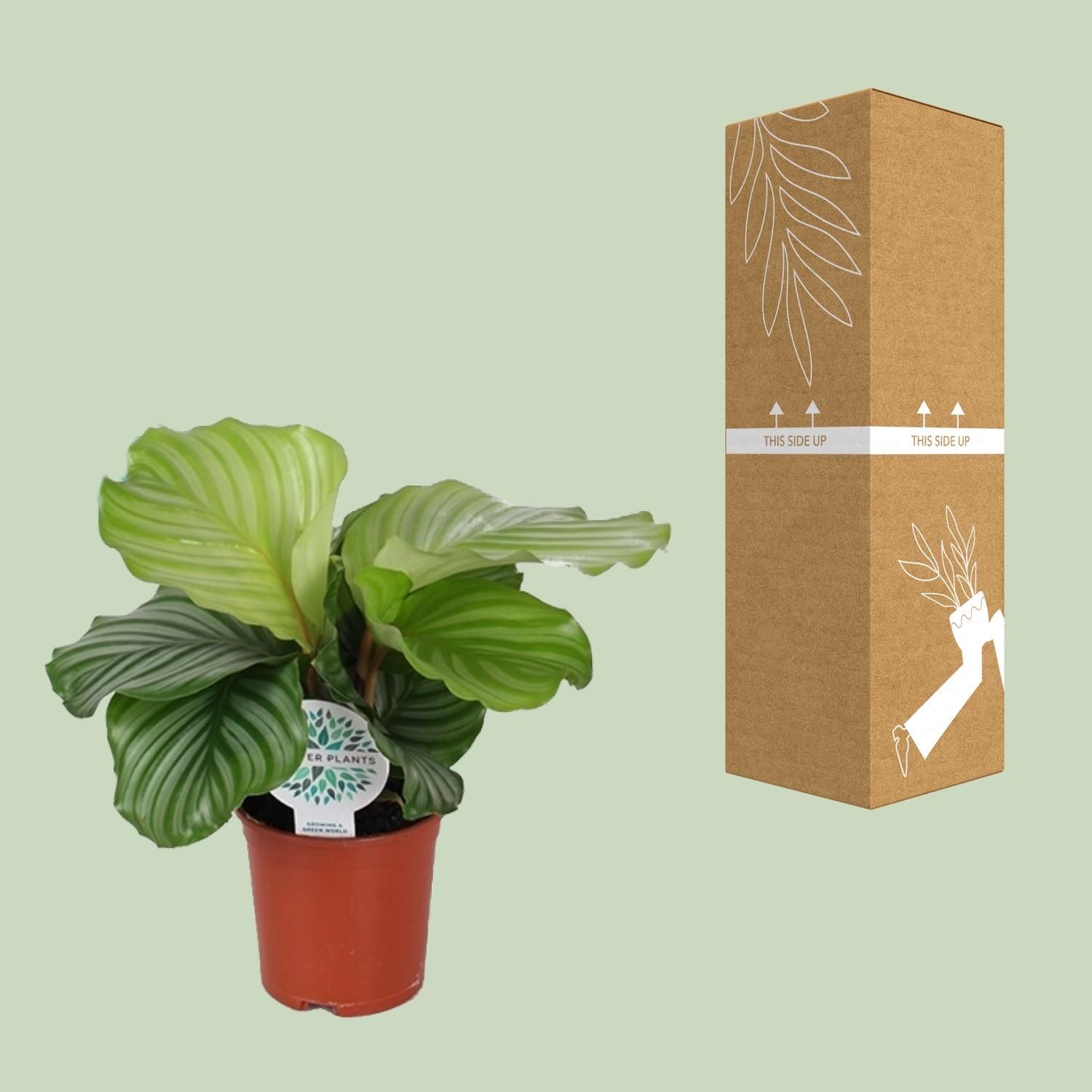 Calathea Orbifolia Zimmerpflanze