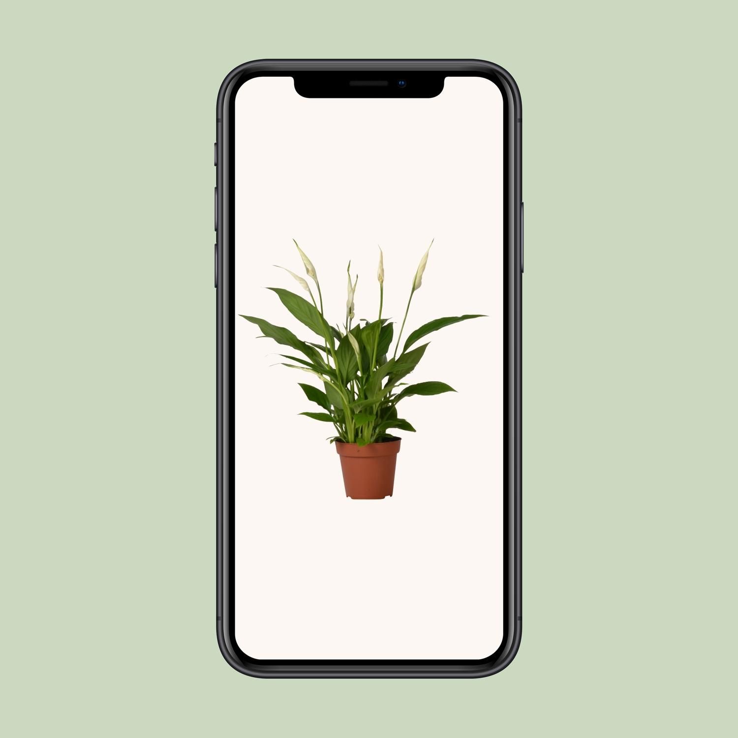 Spathiphyllum Bingo Cupido Zimmerpflanze