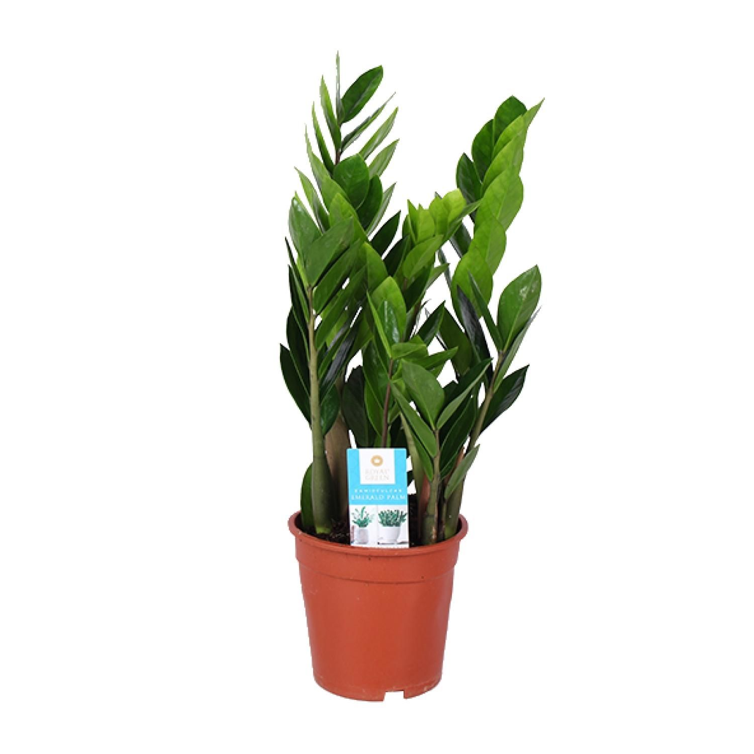 Zamioculcas - Widerstandsfähige Zimmerpflanze mit Glänzenden Blättern