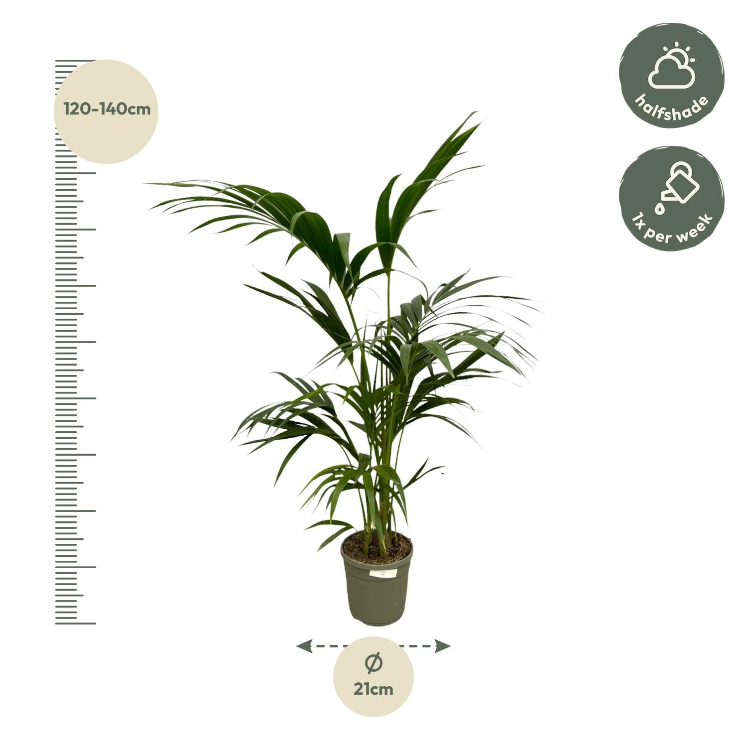 Kentia-Palme mit eleganten Blättern