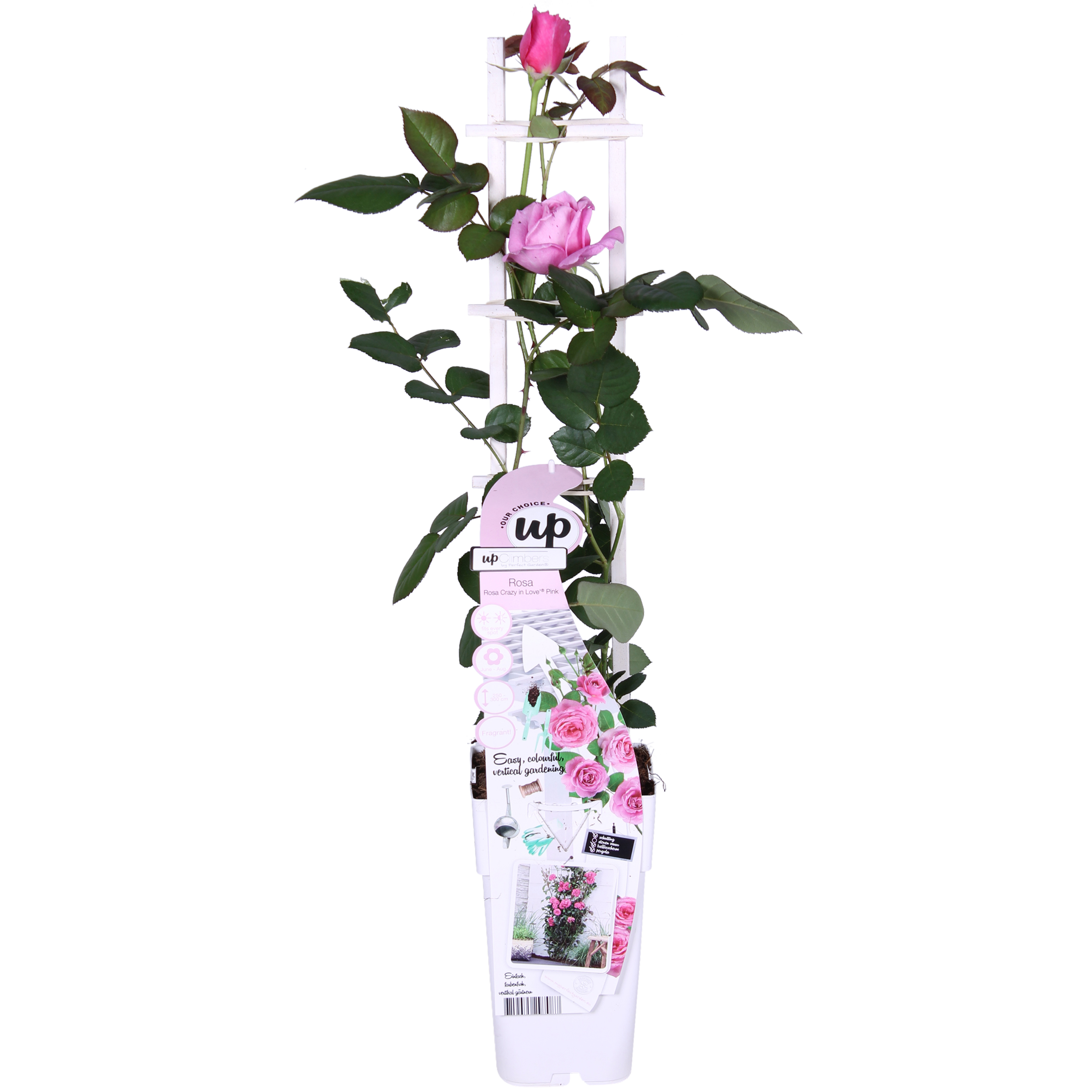 Rosa Kletterrose Crazy in Love Pink