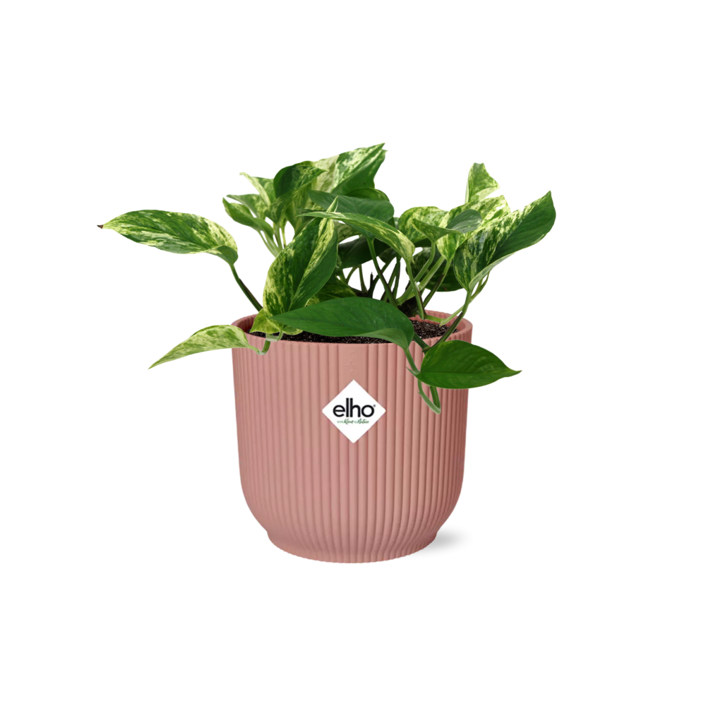 Scindapsus Marble Queen – Teufels-Efeu Zimmerpflanze