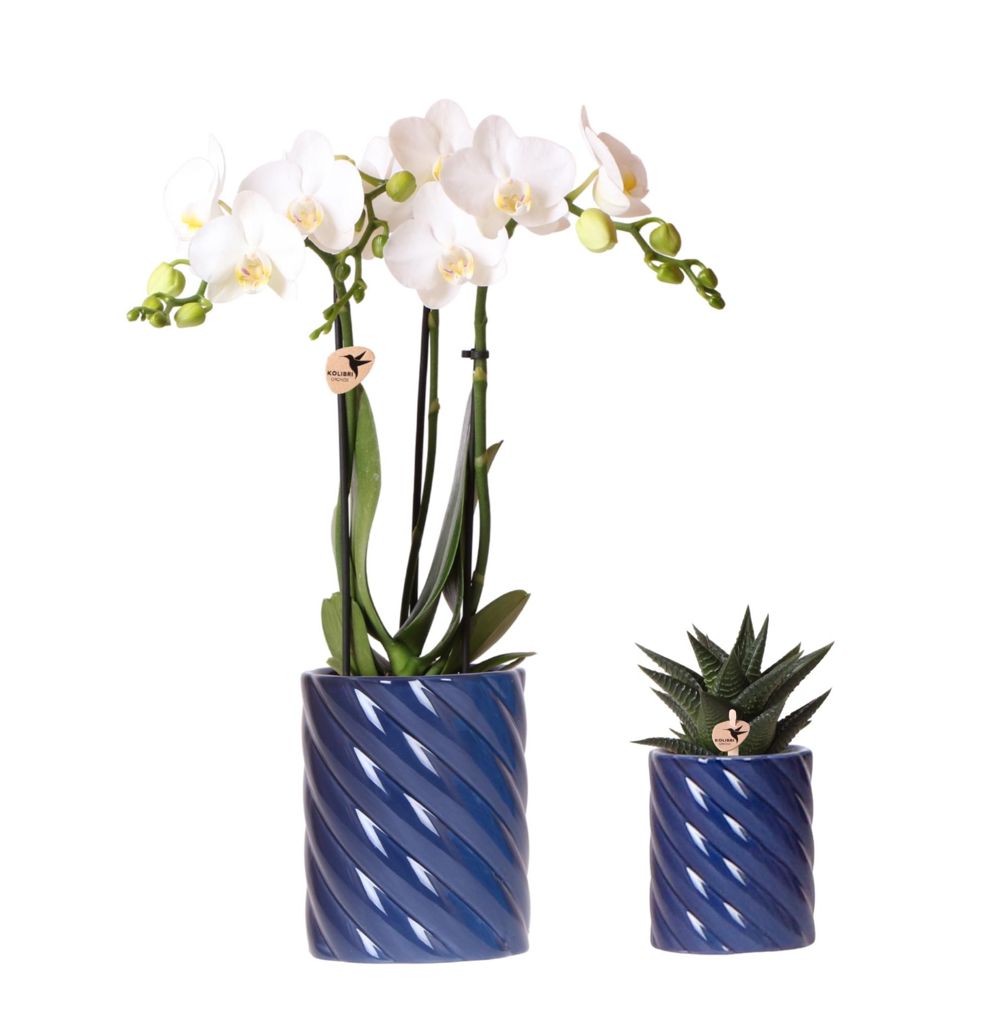 Orchidee Amabilis & Sukkulente Set – Blau mit Ziertöpfen Candy – Blühende Zimmerpflanzen