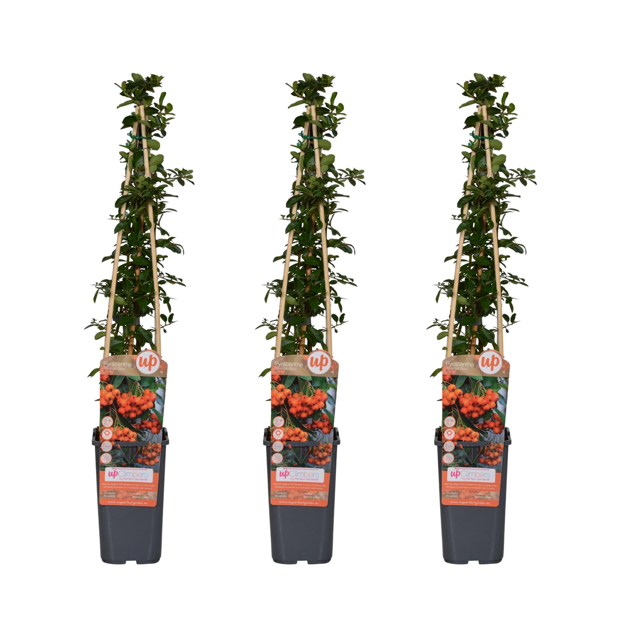 Pyracantha Orange Glow Pflanzen im Set
