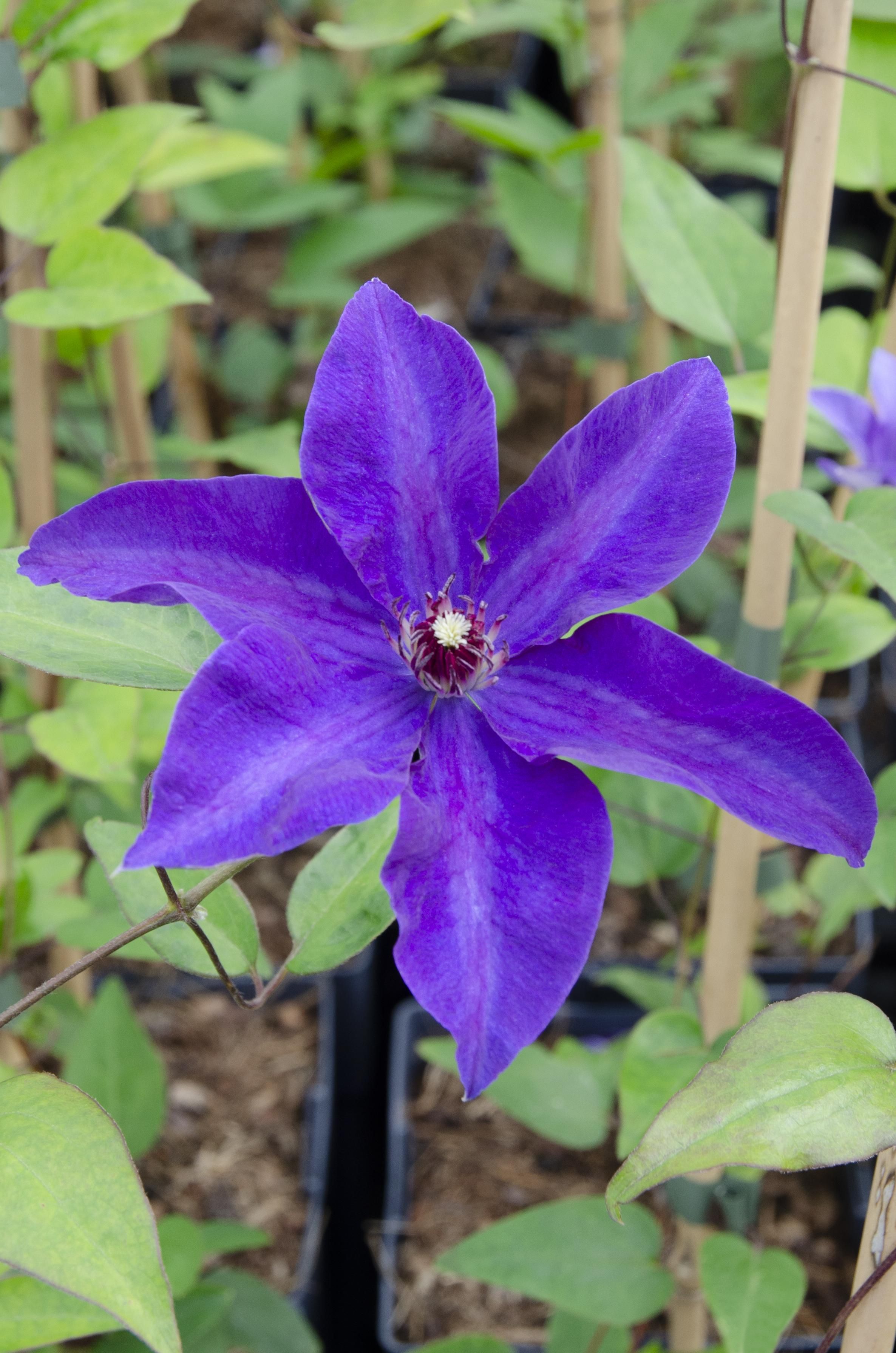Clematis Kletterpflanze The President