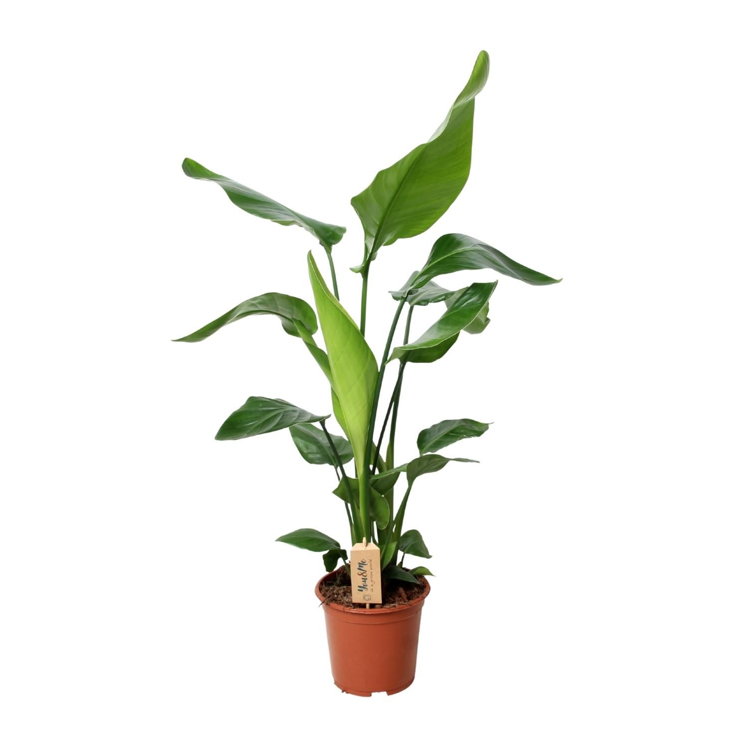 Strelitzia Nicolai - Exotische Paradiesvogelblume für Innenräume