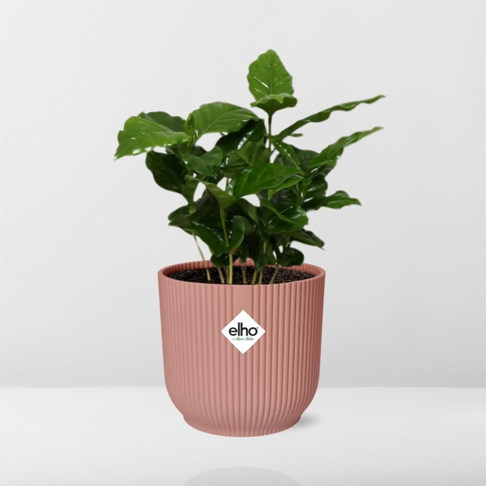 Coffea Arabica Zimmerpflanze in ELHO Vibes Fold Übertopf