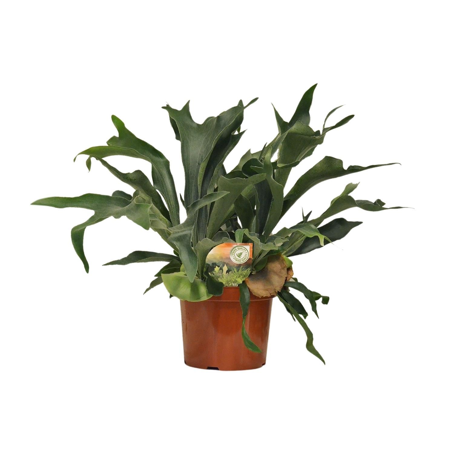Platycerium Bifurcatum - Eleganter Geweihfarn