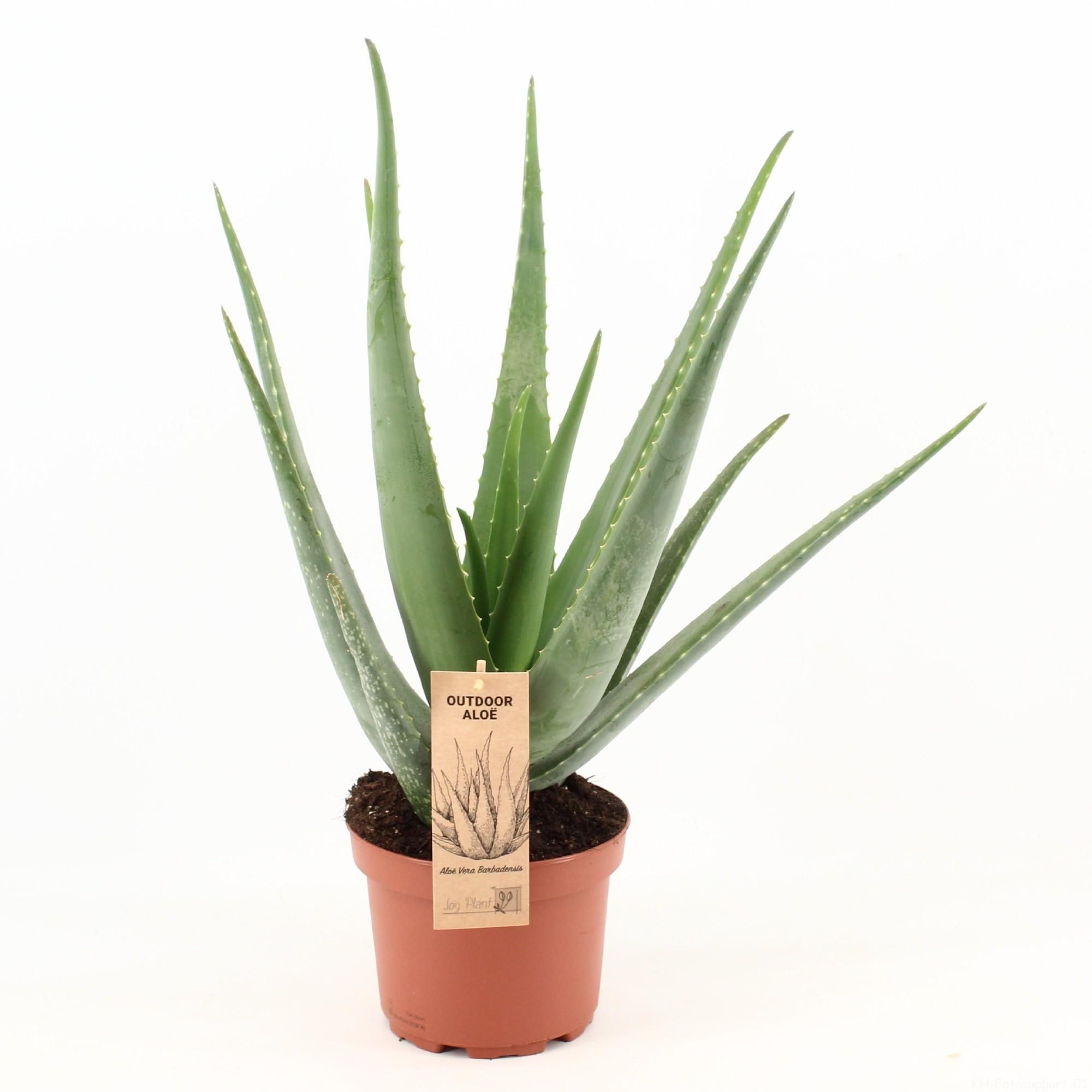 Aloe Vera Pflanze