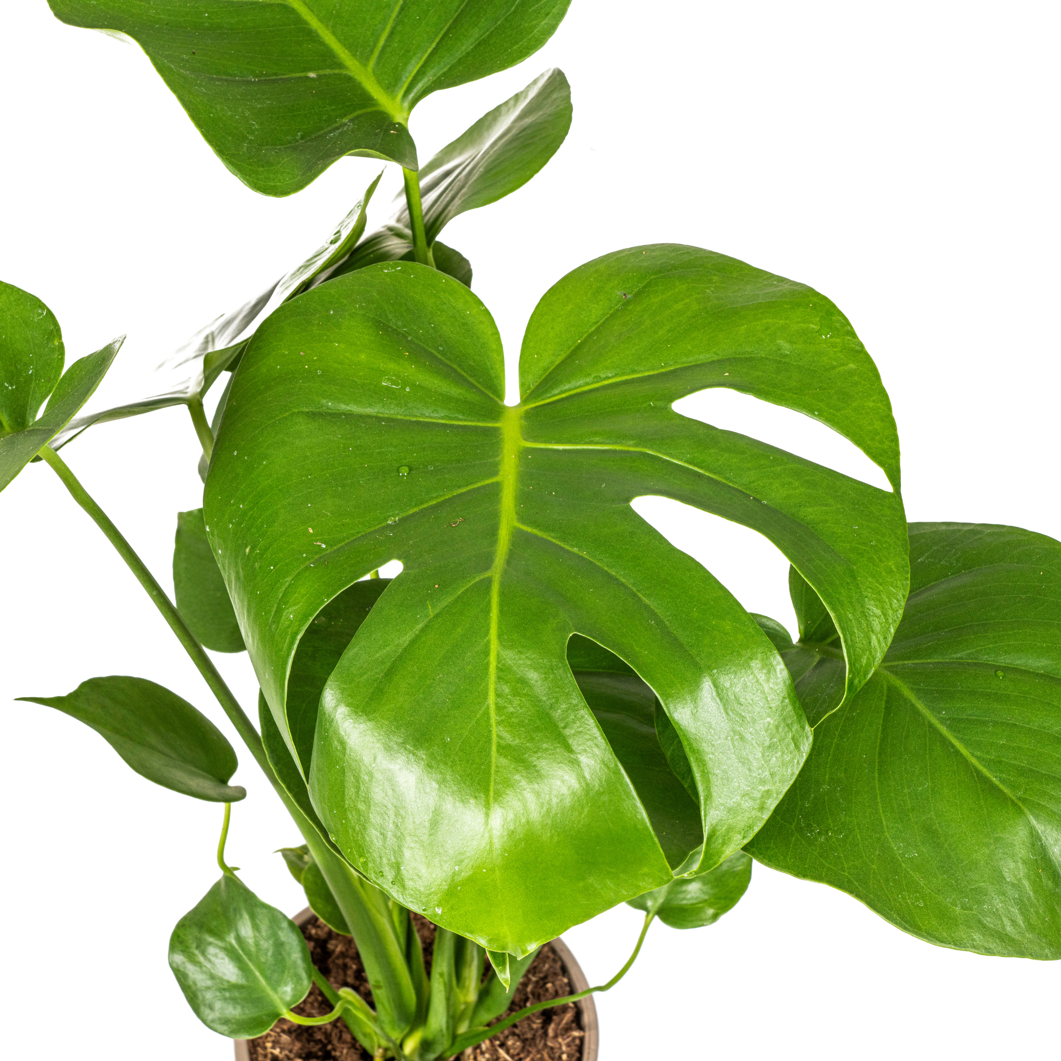 Monstera Deliciosa Tauerii – Topf Ø17cm – Höhe 50-70cm