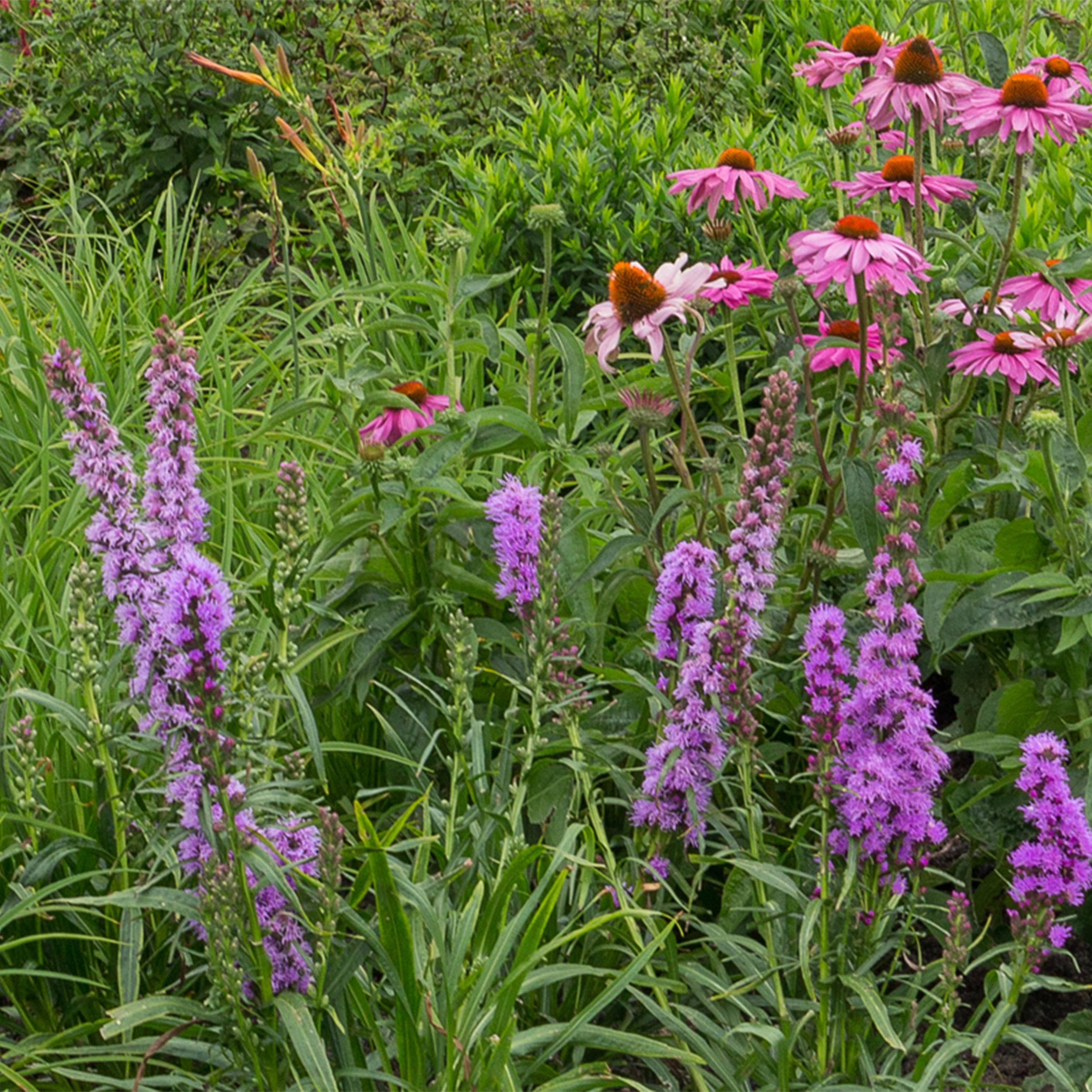 Stauden-Paket für Bienen & Schmetterlinge | 8 Pflanzen für 1m² | Wenig Pflege