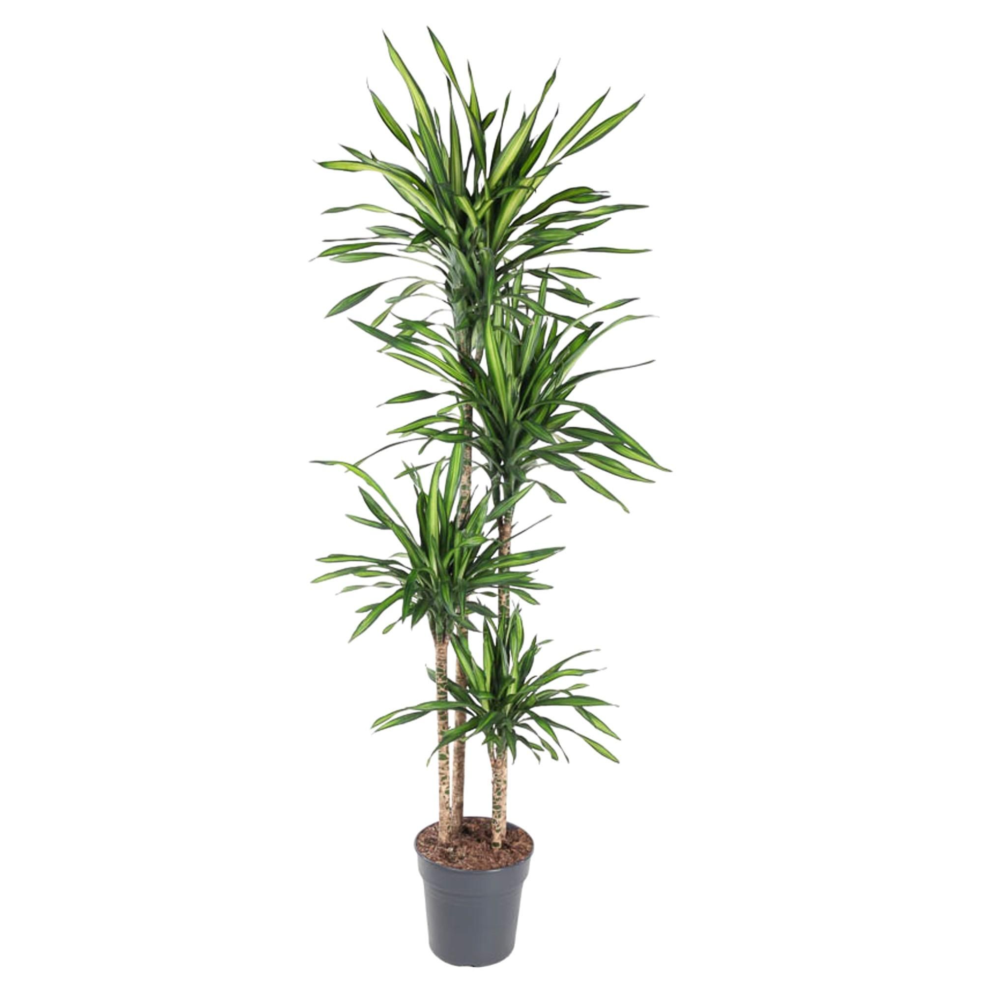 Dracaena Riki elegante Zimmerpflanze