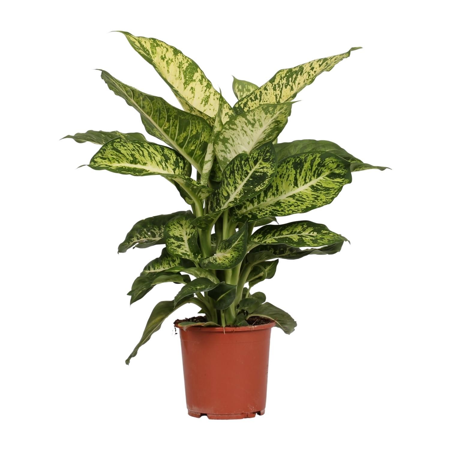 Dieffenbachia Mars Zimmerpflanze