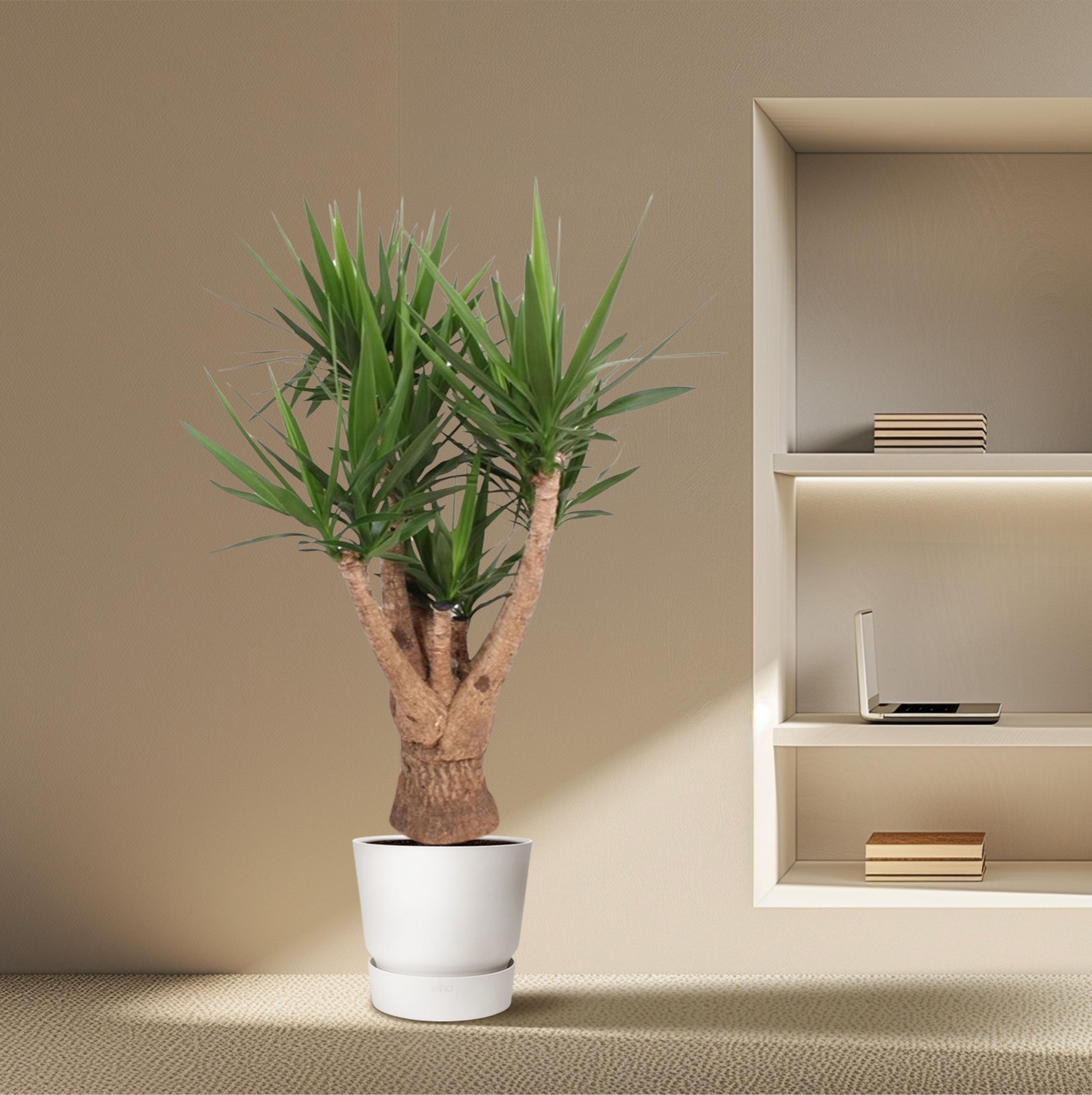 Yucca Elephantipes Zimmerpflanze mit Verzweigung