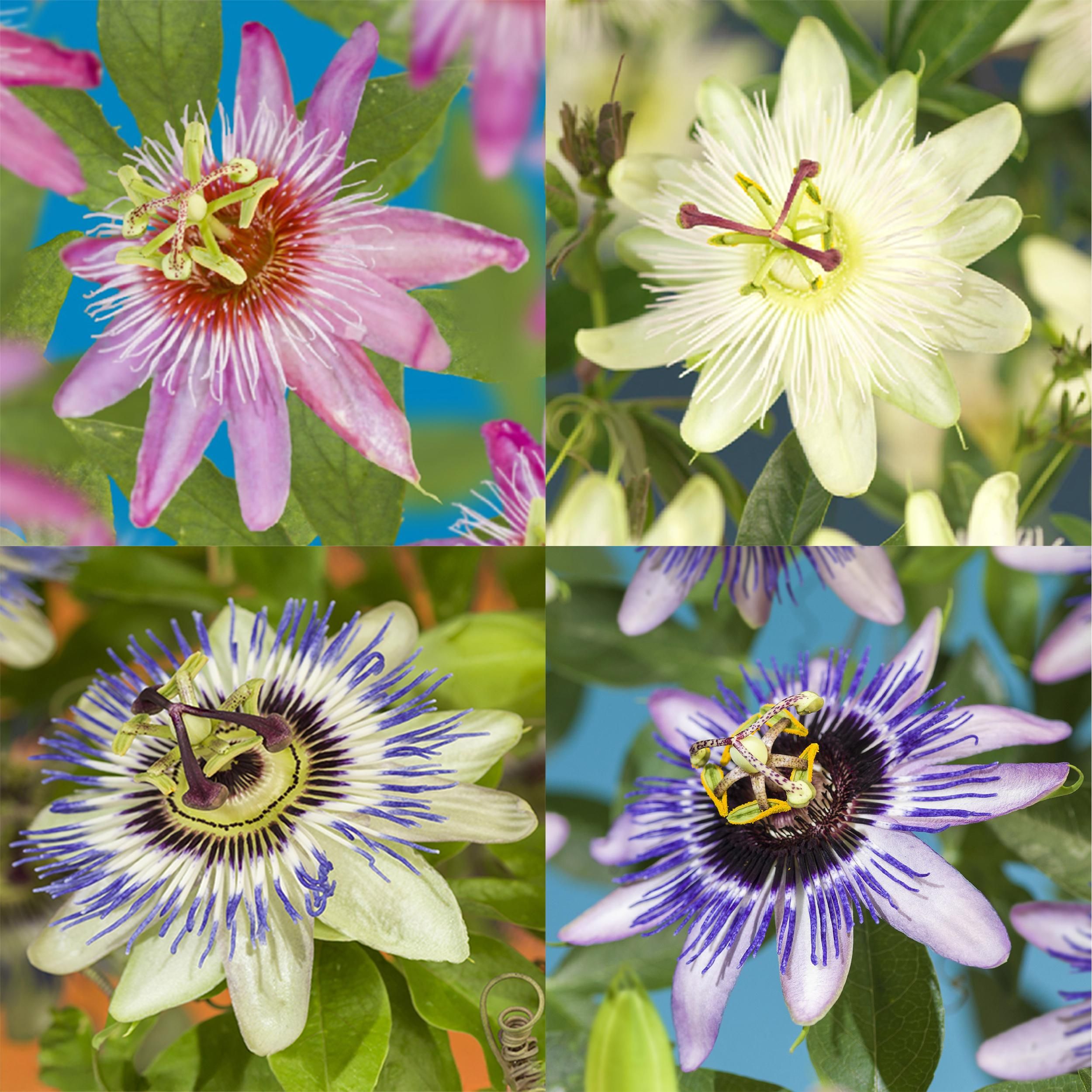 Passionsblume Rainbow - Rosa Weiß Lila Grün Blüten | Wenig Pflege