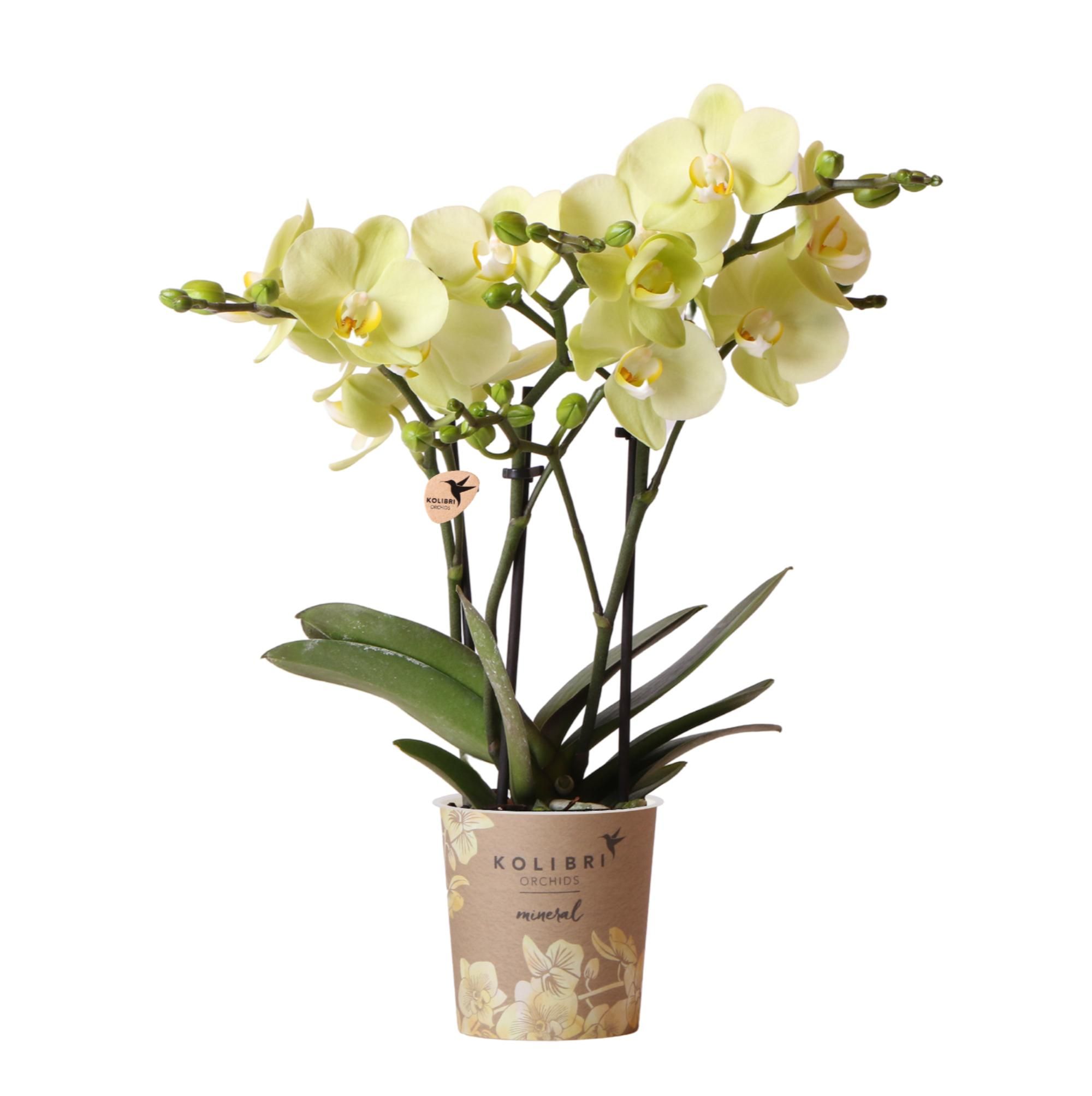 Phalaenopsis Orchidee Gelb