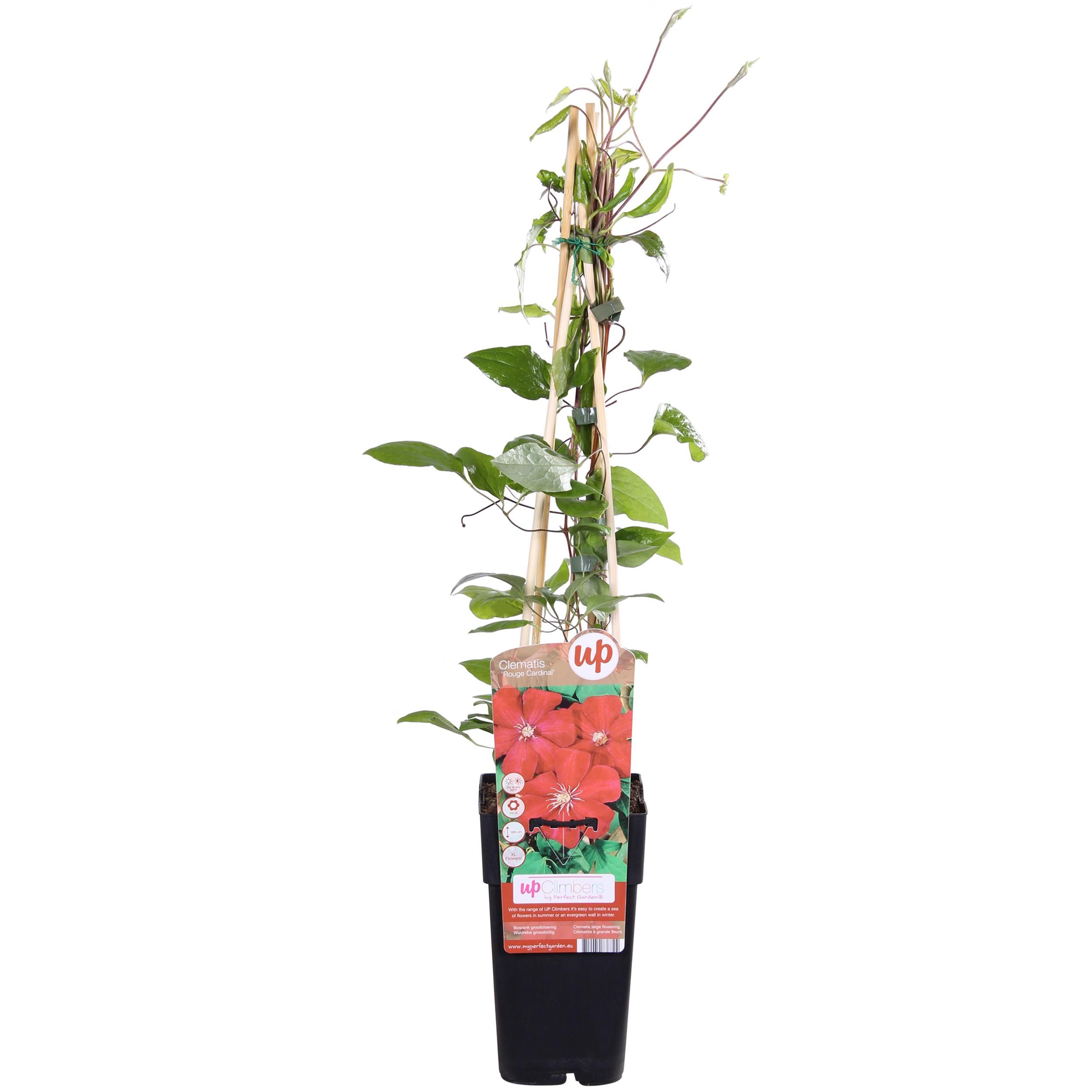 Clematis Rouge Cardinal Kletterpflanze