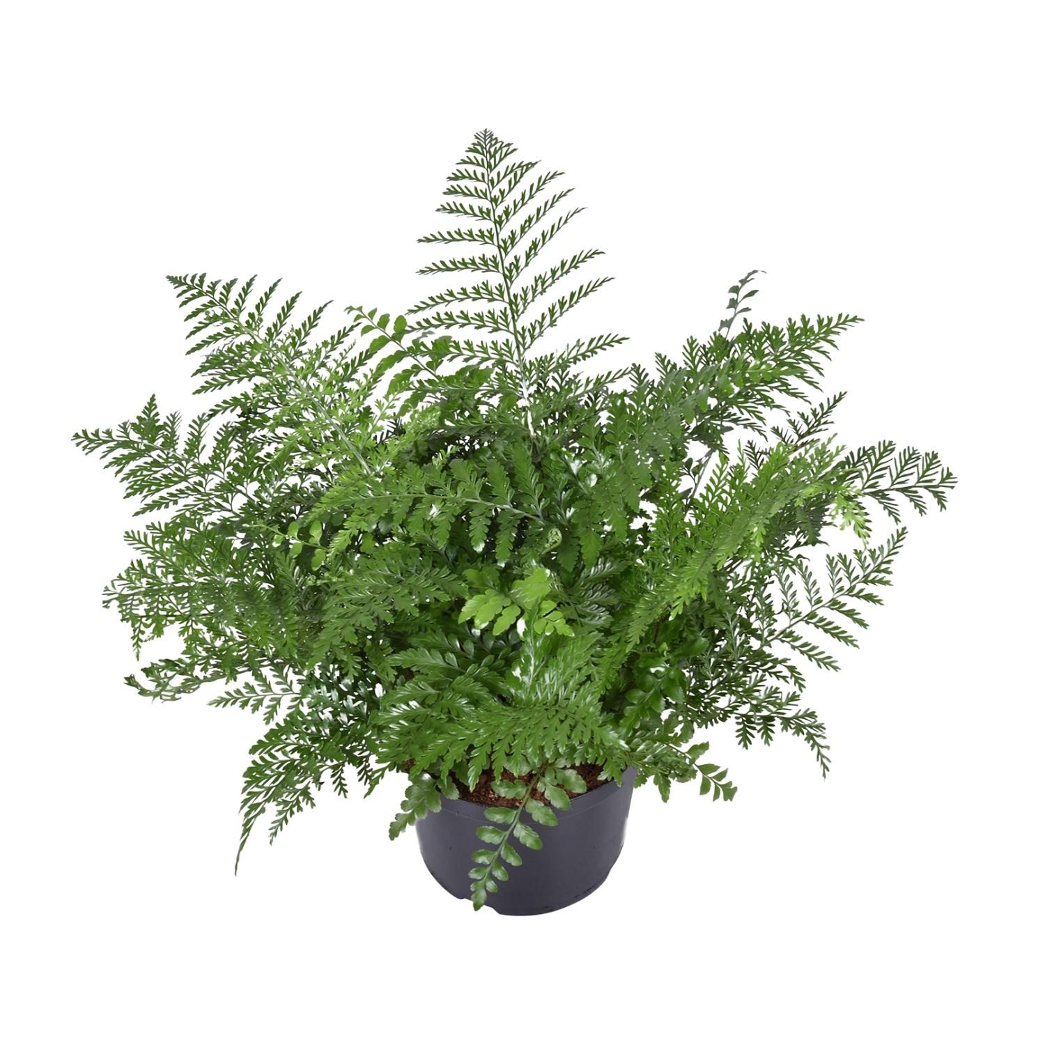 Asplenium Parvati - Eleganter Zimmerfarn