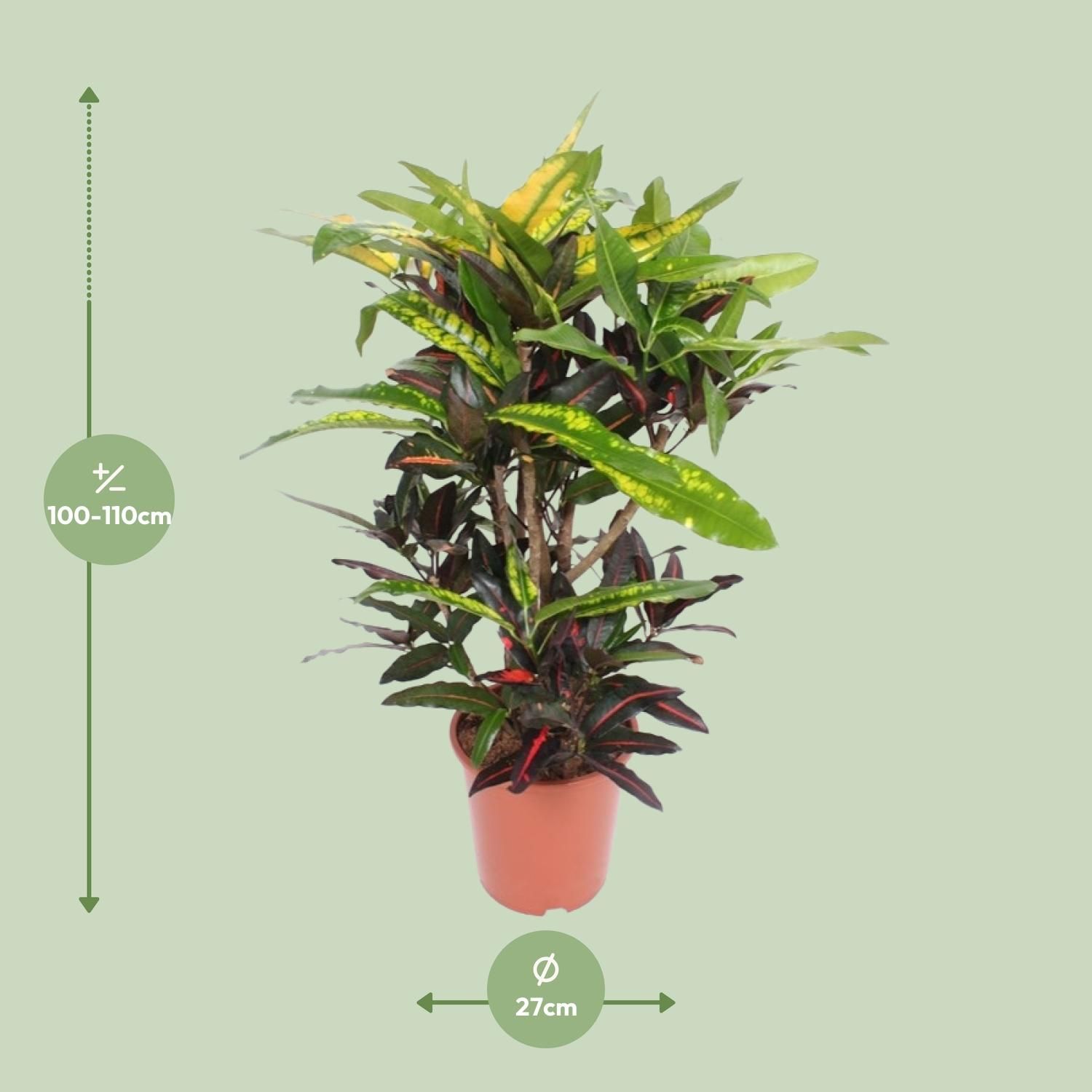 Codiaeum Mango Kroton Zimmerpflanze