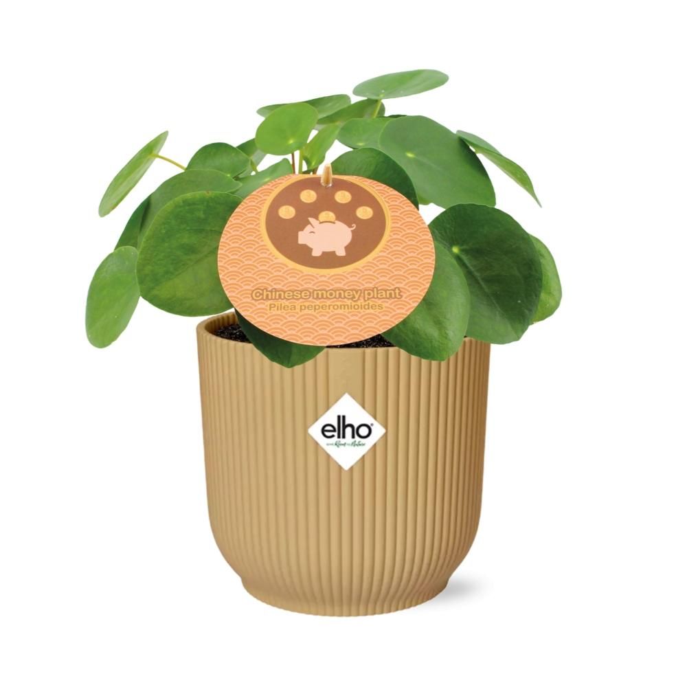 Pilea Peperomioides Zimmerpflanze im ELHO Vibes Fold Übertopf