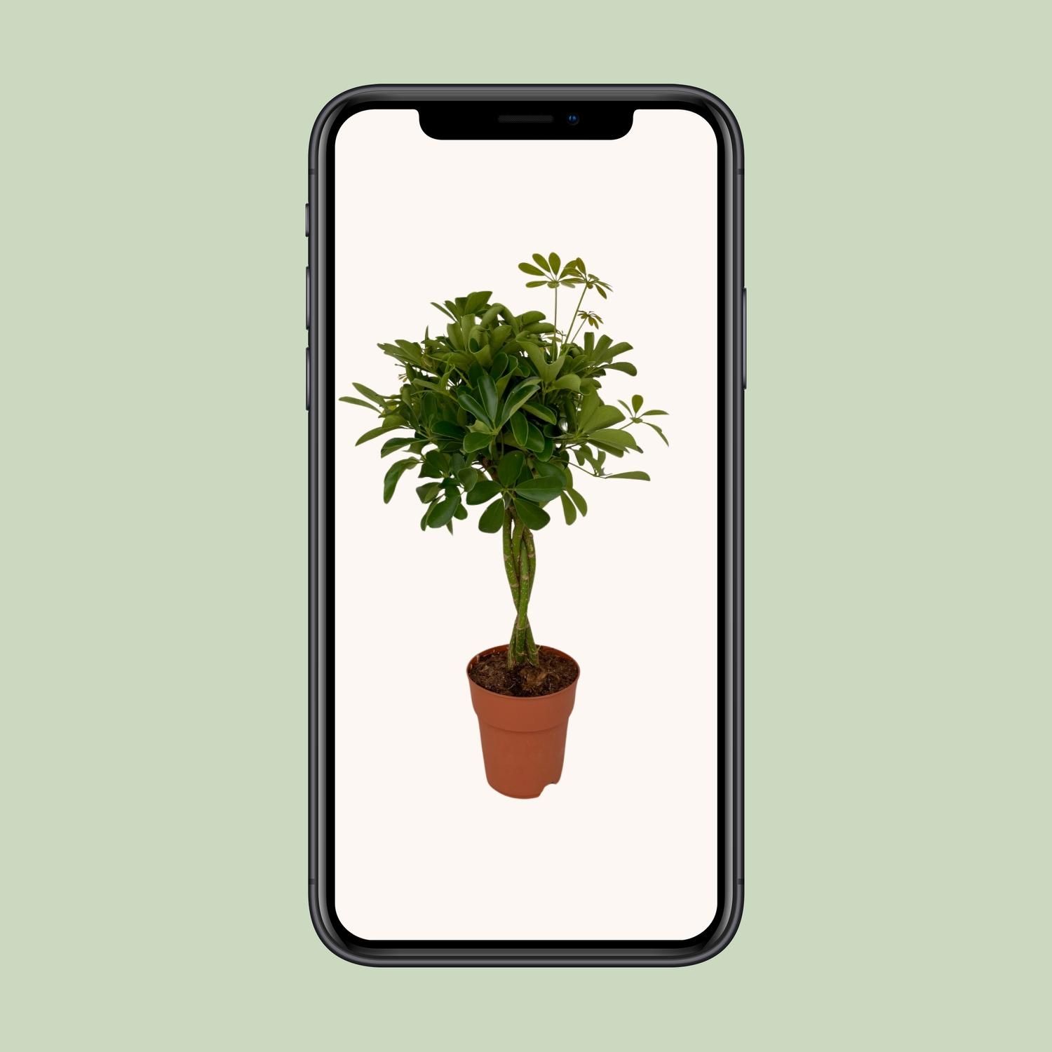 Schefflera Compacta – Ø19cm – ↕80cm – Zimmerpflanze