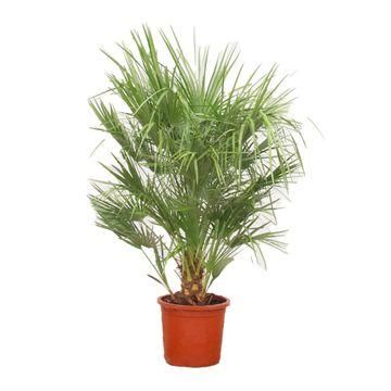 Zwergpalme Chamaerops Humilis – 130-150cm – Ø30cm
