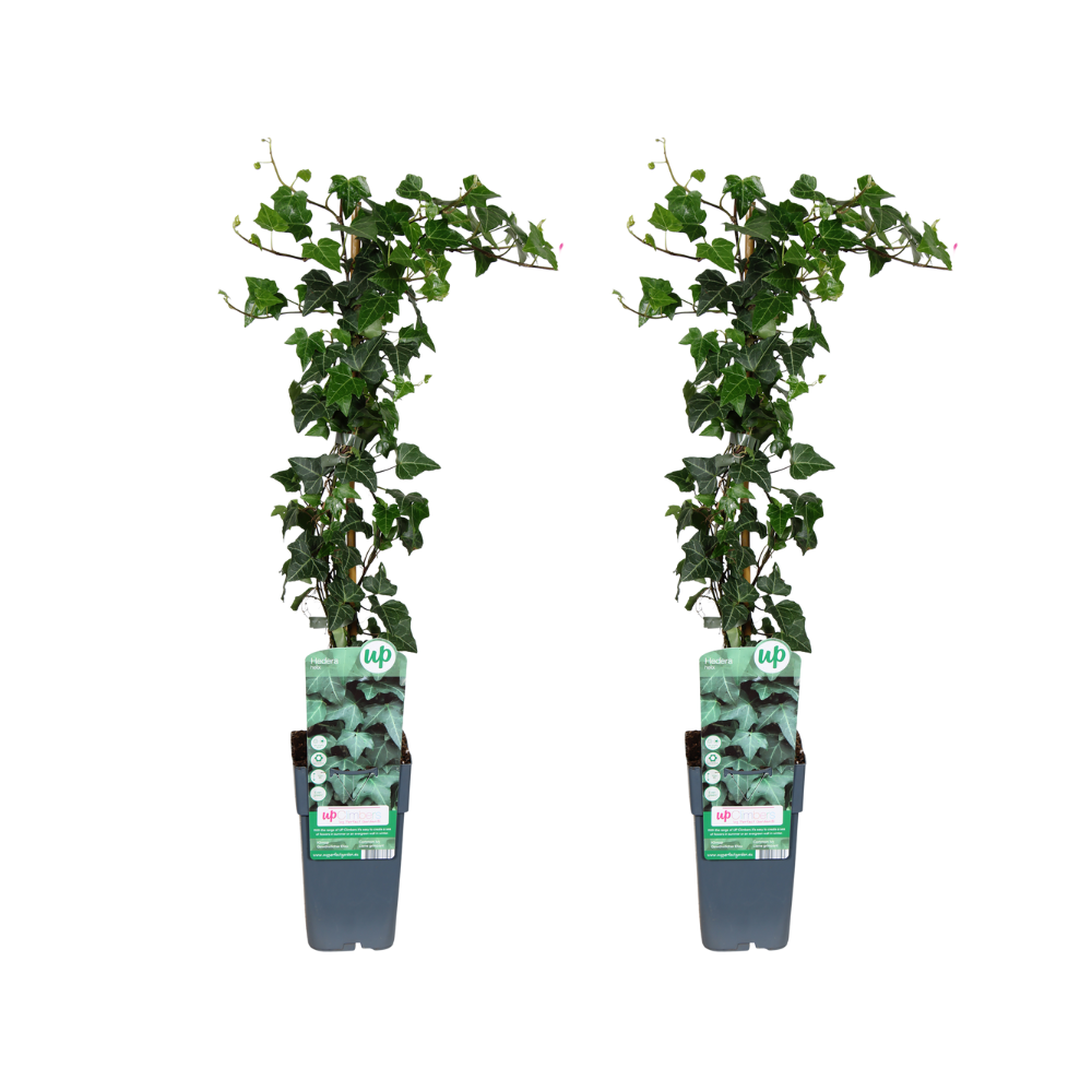 Hedera helix – Efeupflanze – 2 Stück – 65 cm hoch