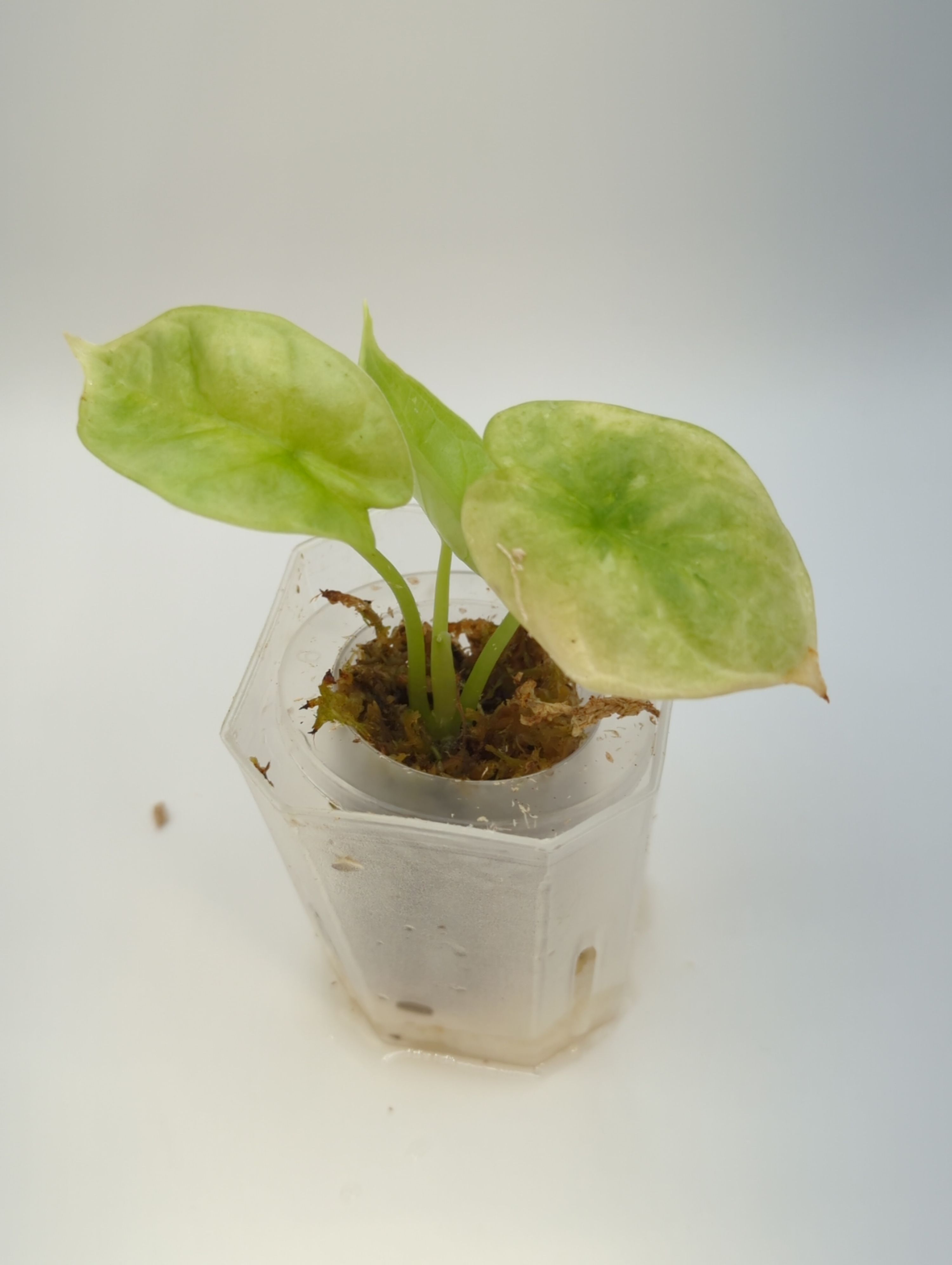 Alocasia baginda Silver Dragon